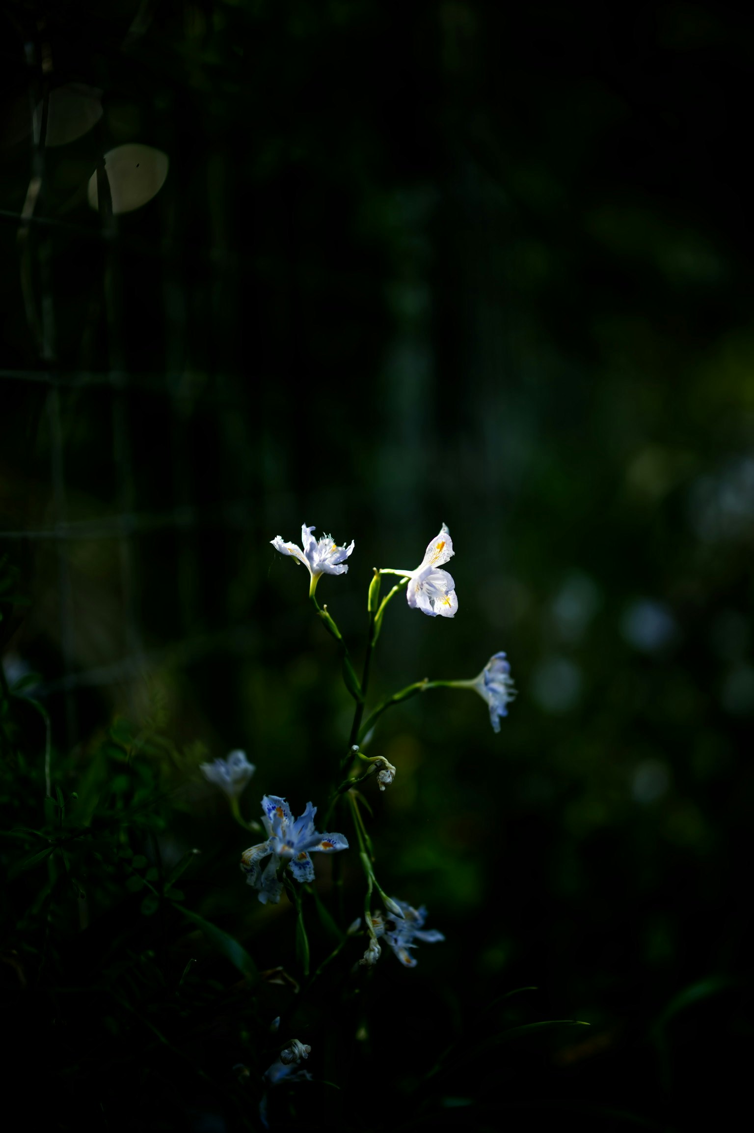 White flowers blooming against a dark background