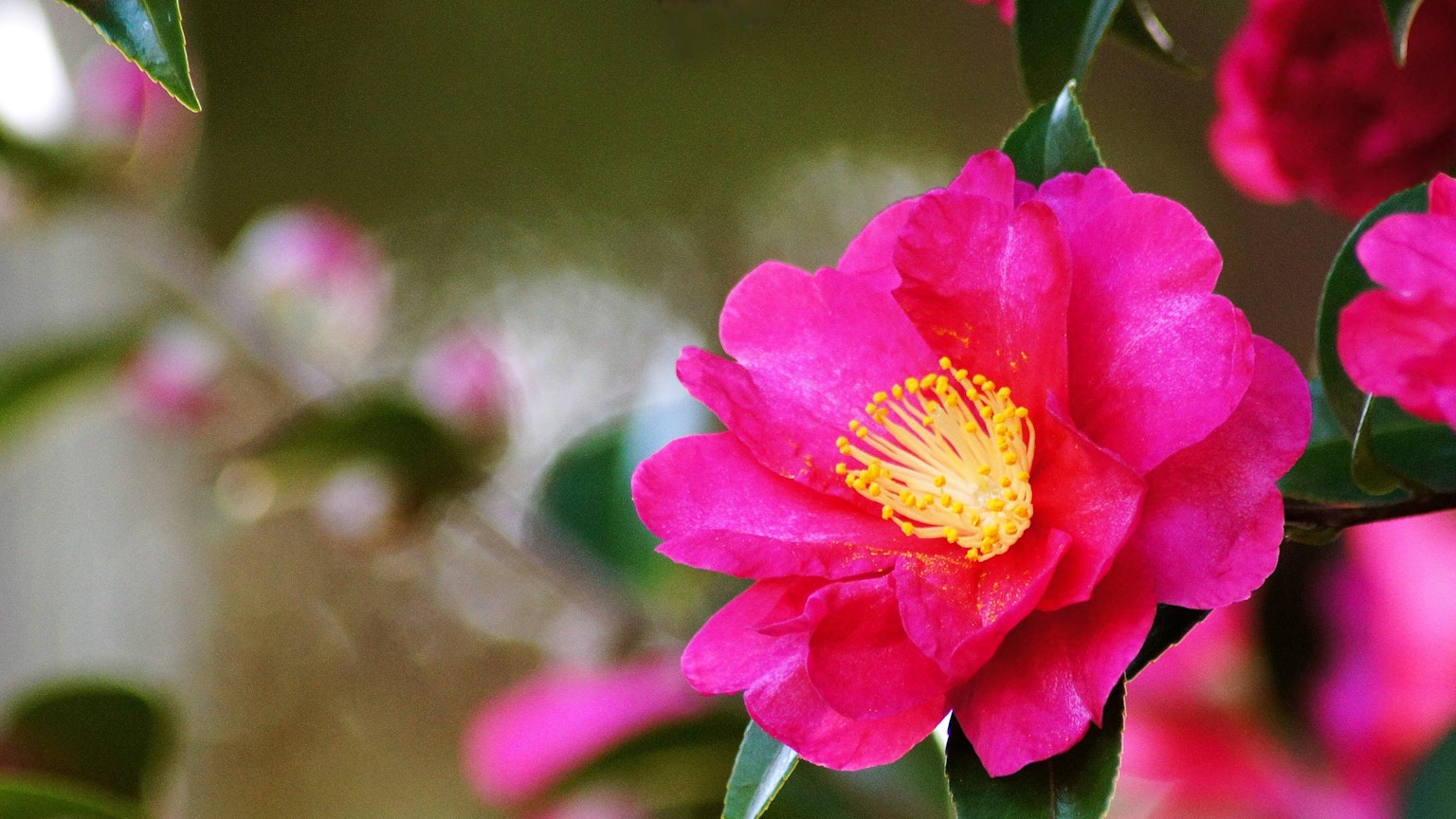 Hoa trà camelia hồng rực rỡ với nhị vàng