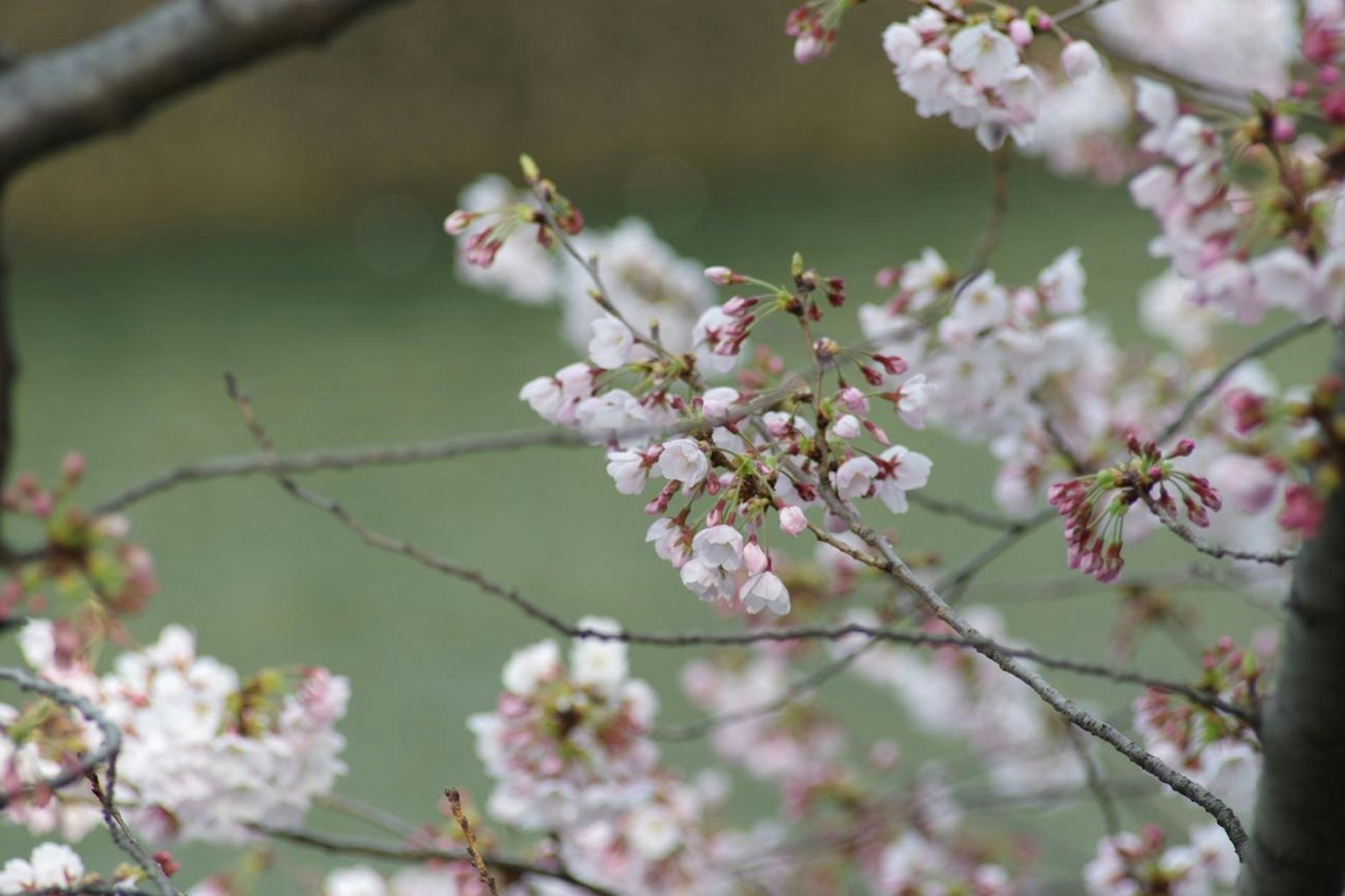 樱花树枝的特写，带粉色花朵