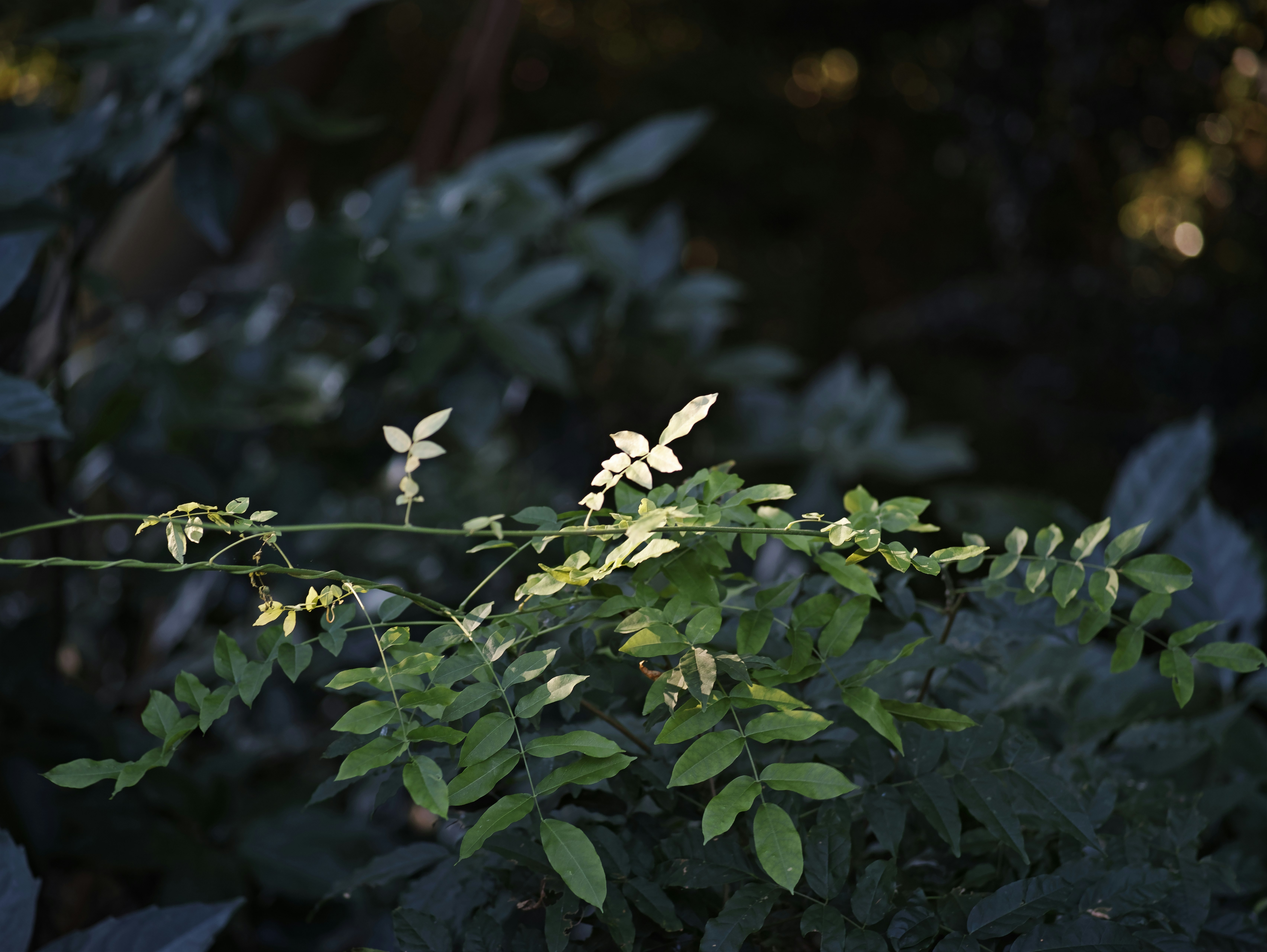 gros plan de petites fleurs et de feuilles dans une végétation à l’ombre