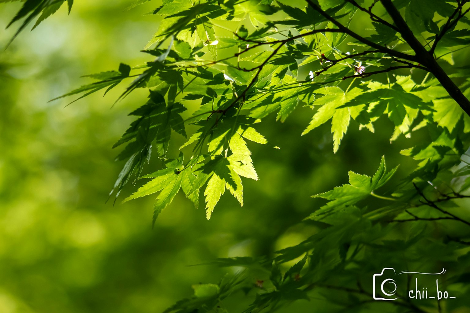 Gros plan sur des feuilles vertes sur une branche d'arbre