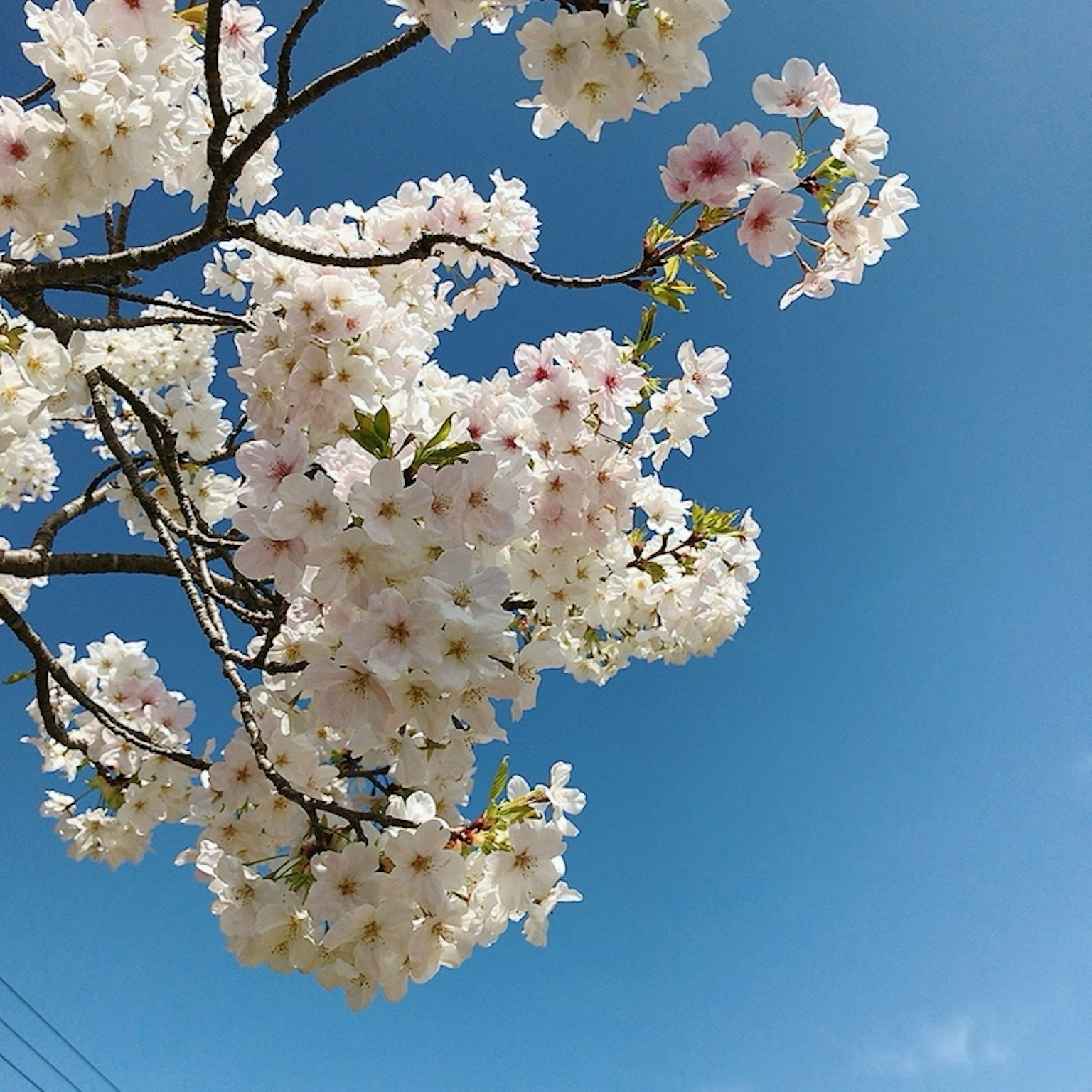 Close-up of cherry blossoms under a blue sky
