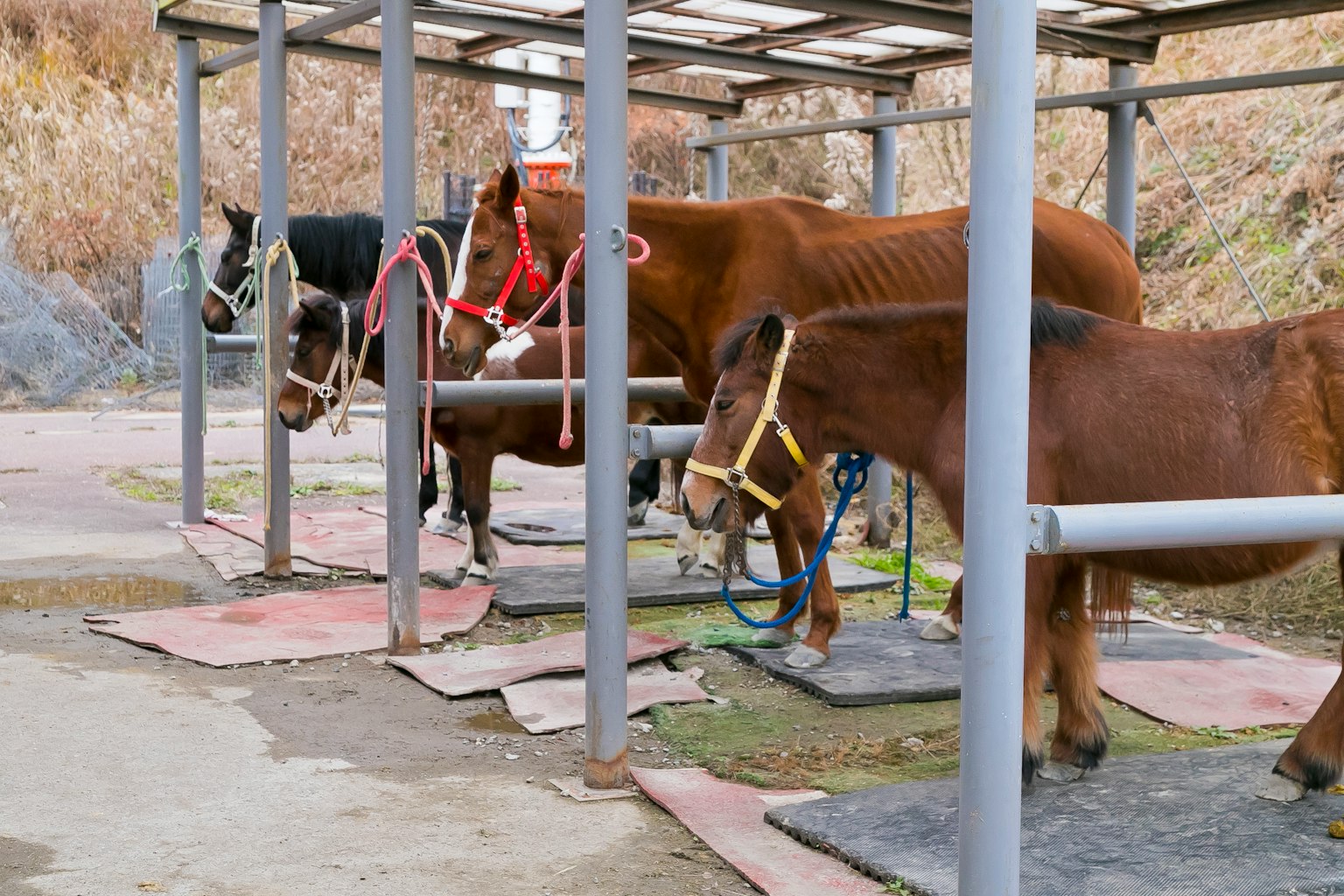 Des chevaux dans une écurie se tenant sur des tapis avec des harnais attachés