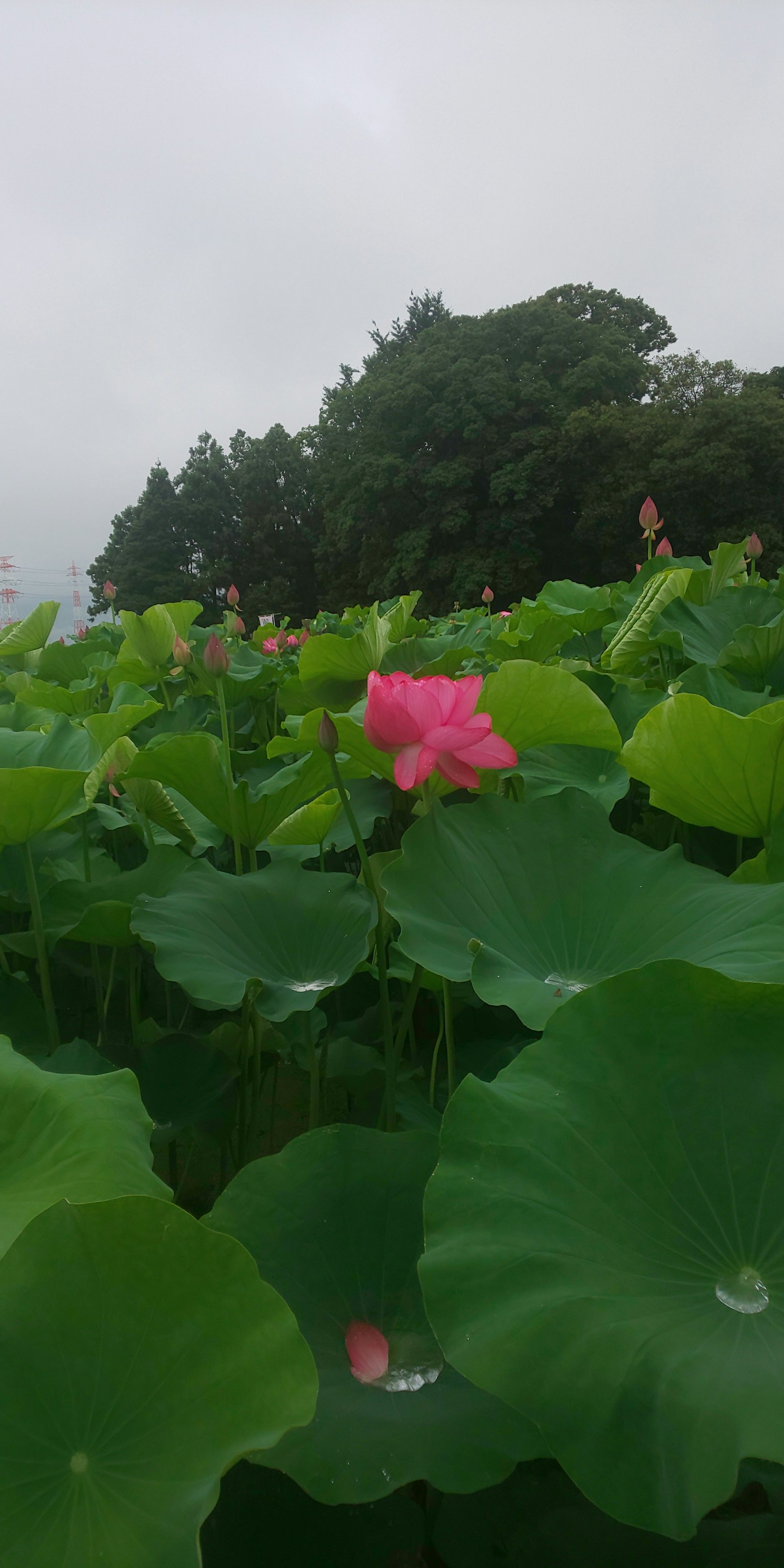 Una scena serena di un fiore di loto rosa circondato da foglie verdi