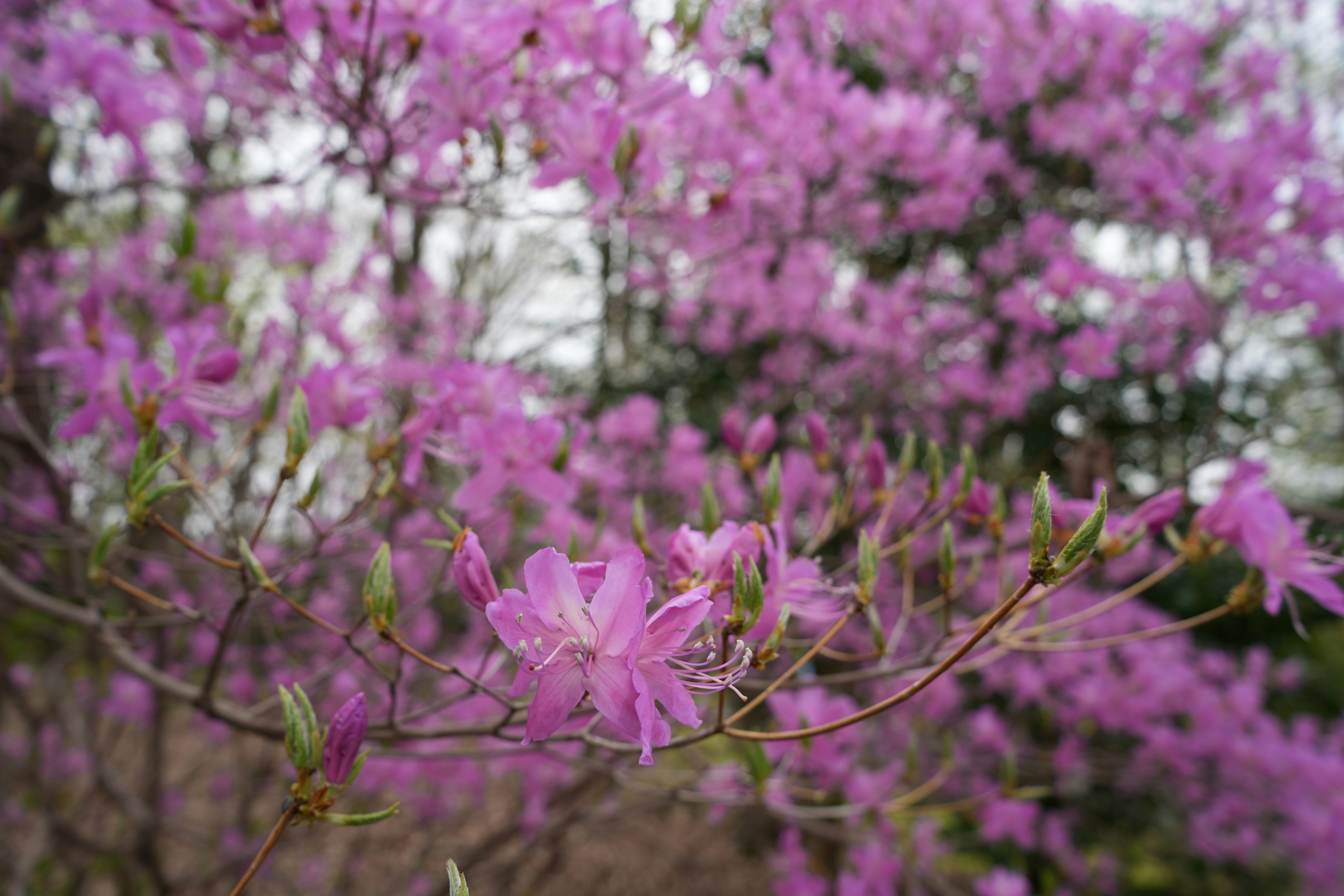 ピンクのツツジが咲き誇る花畑のクローズアップ