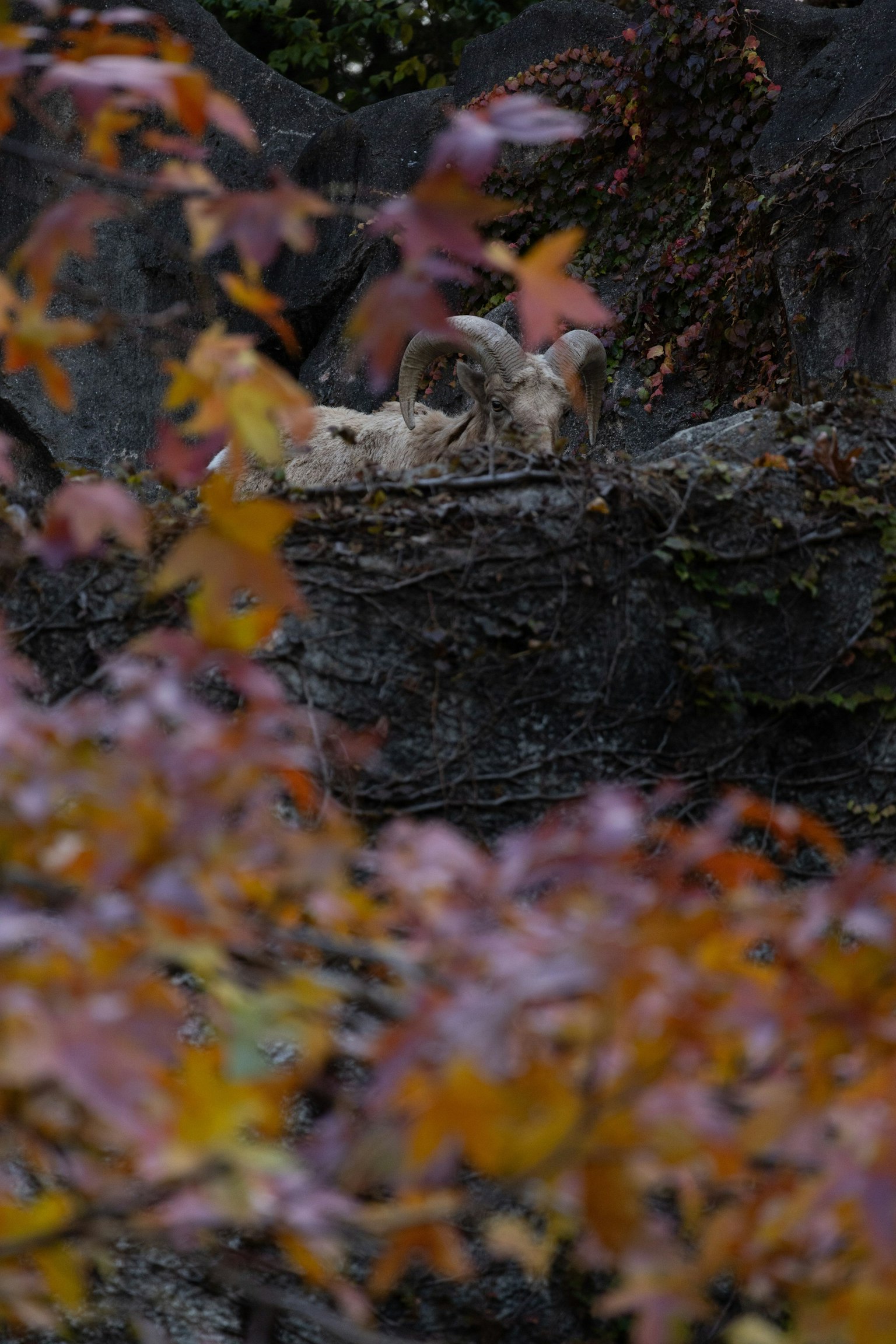 Tier, das sich auf einem Felsen entspannt, umgeben von Herbstblättern