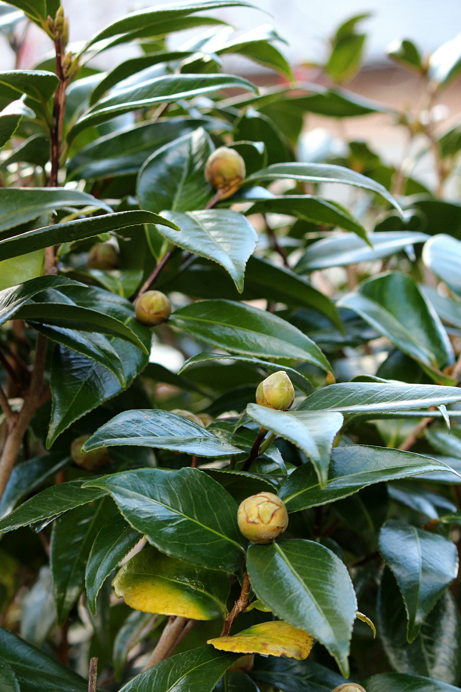 緑の葉とつぼみが特徴的な茶の木の枝