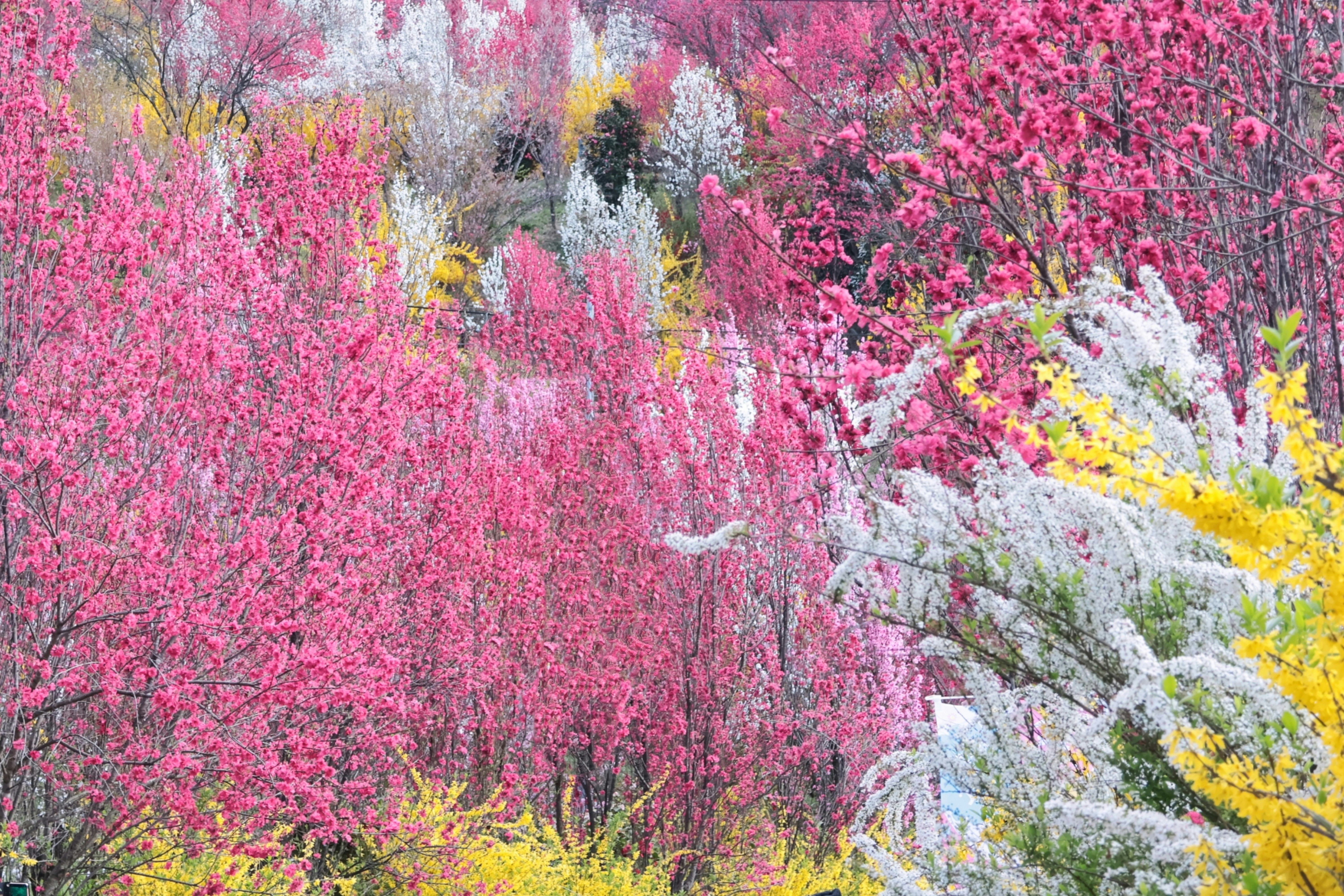 生機盎然的風景，盛開的粉色和黃色花朵