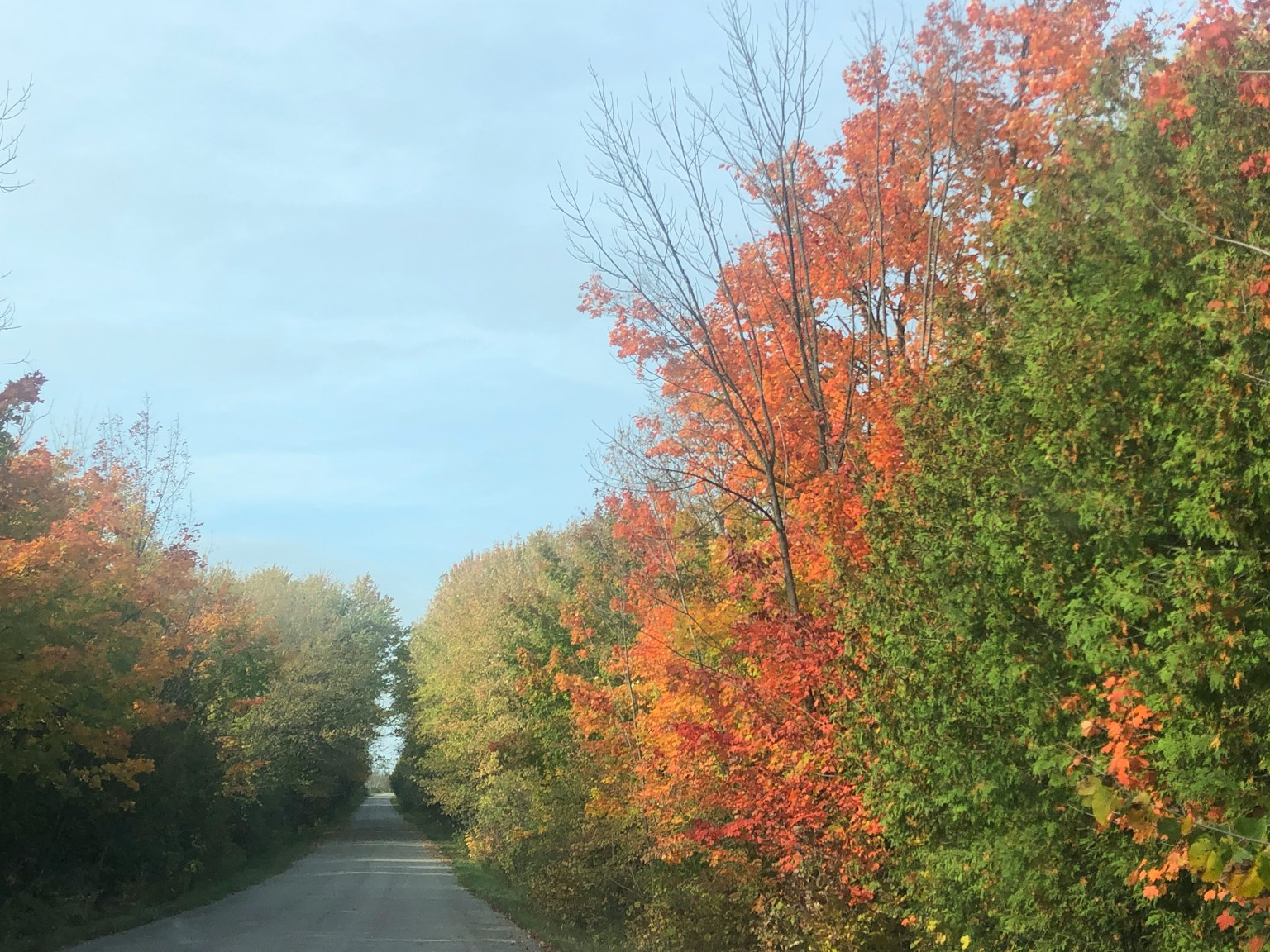 Una strada fiancheggiata da alberi con colori autunnali vivaci