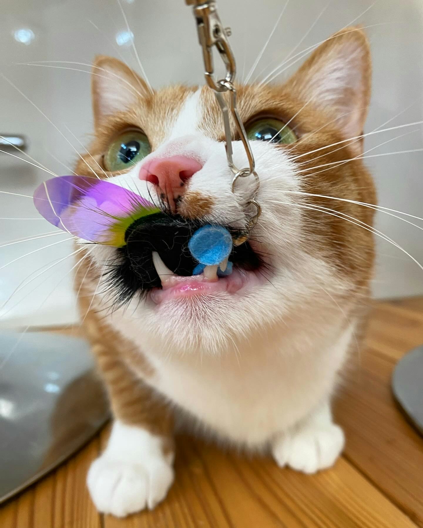 Close-up anak kucing yang menggigit mainan bulu
