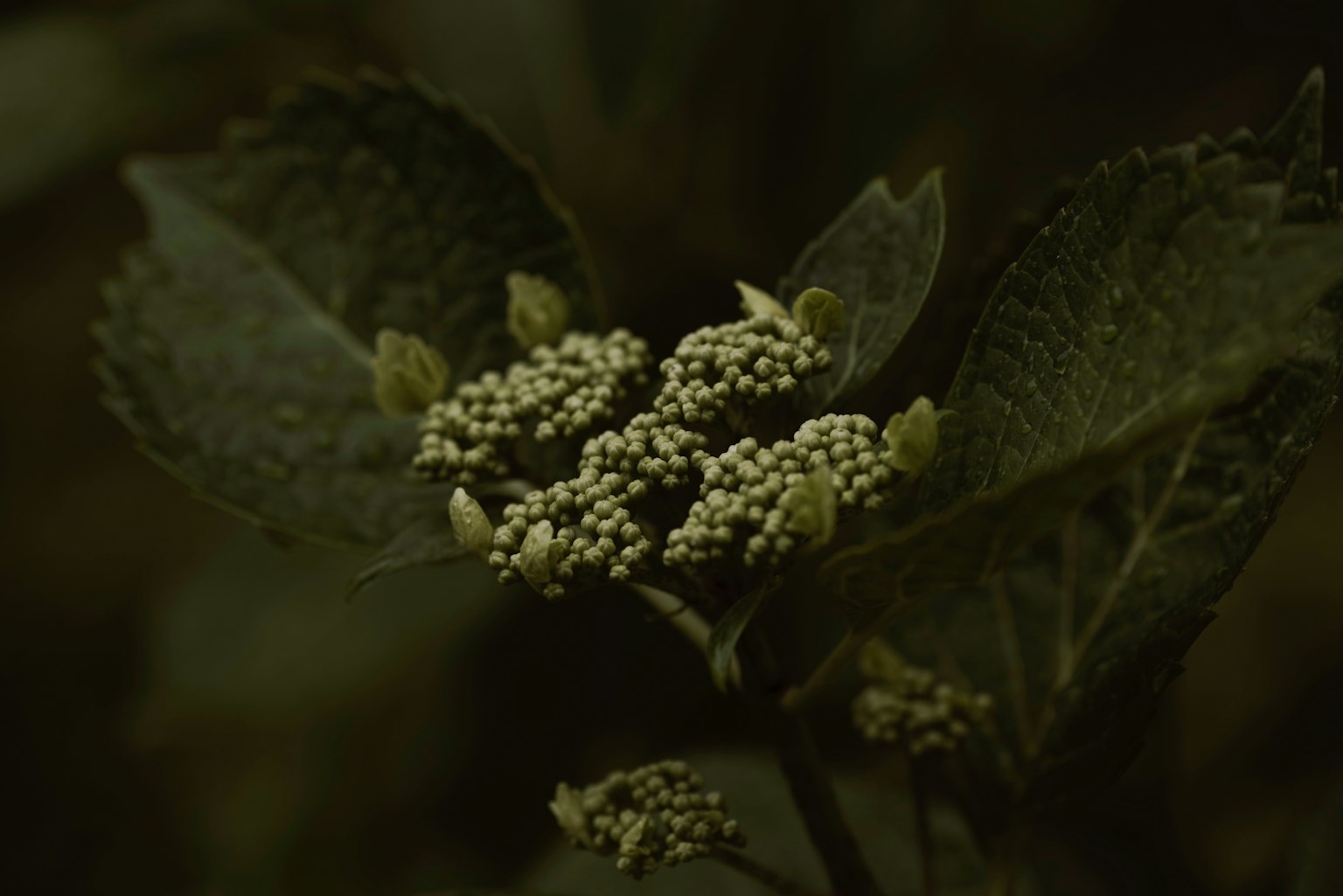 Nahaufnahme einer Pflanze mit kleinen weißen Blüten und grünen Blättern vor dunklem Hintergrund