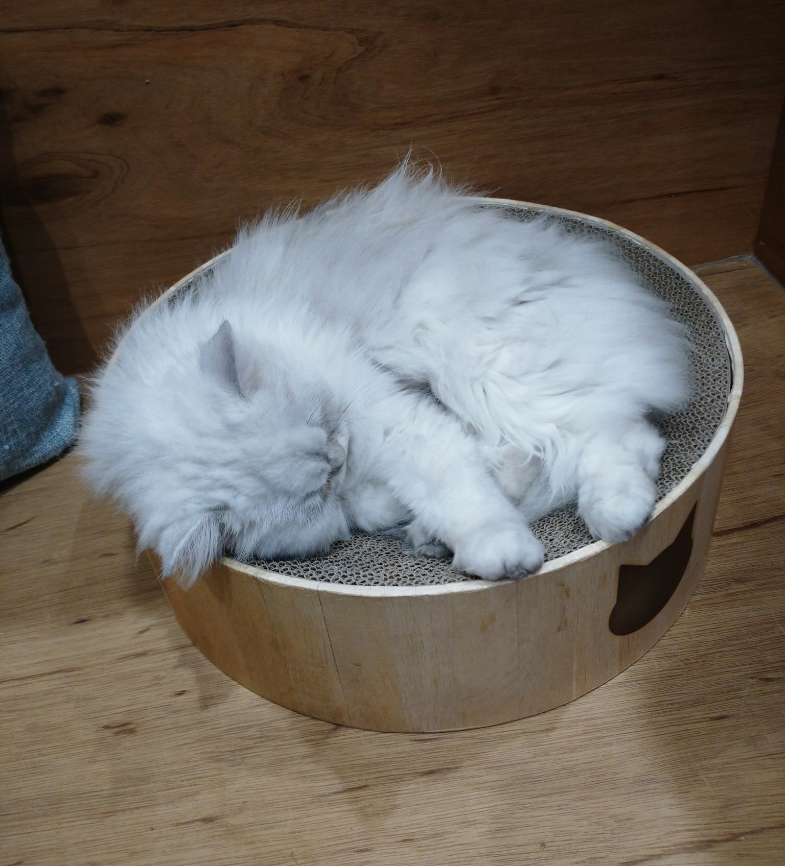 Un gattino bianco e soffice che dorme in un letto rotondo