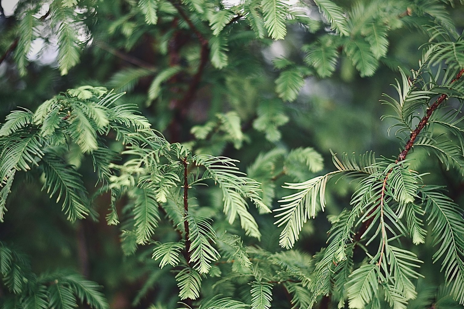 Gros plan sur un feuillage vert dense sur des branches d'arbre