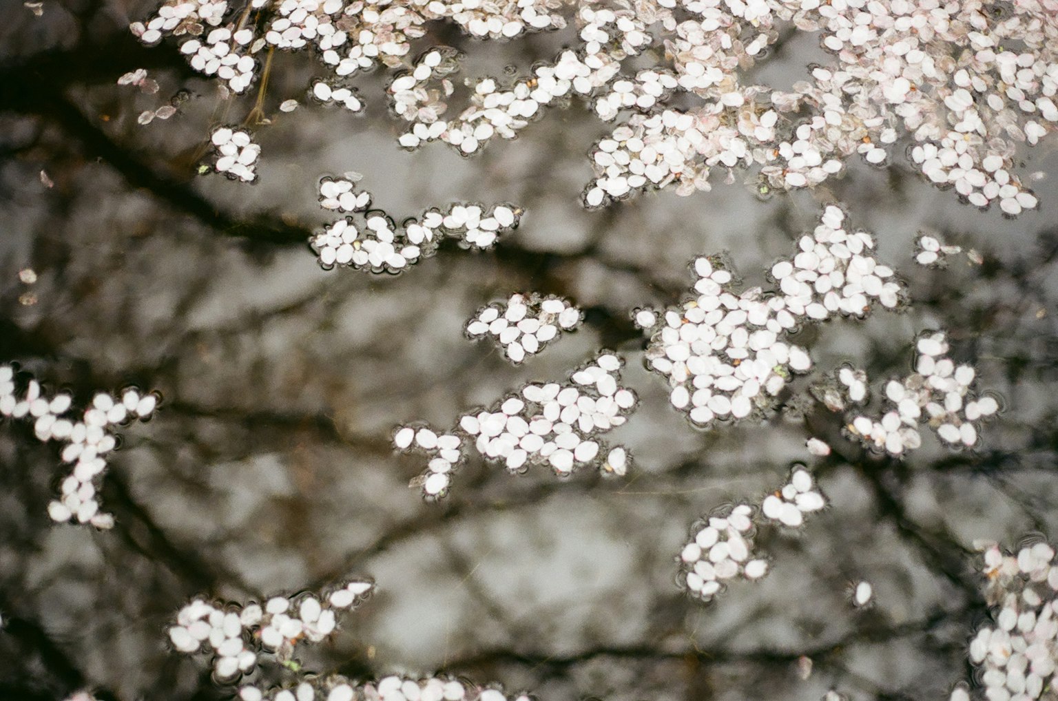 Cherry blossom petals floating on the water's surface with reflections