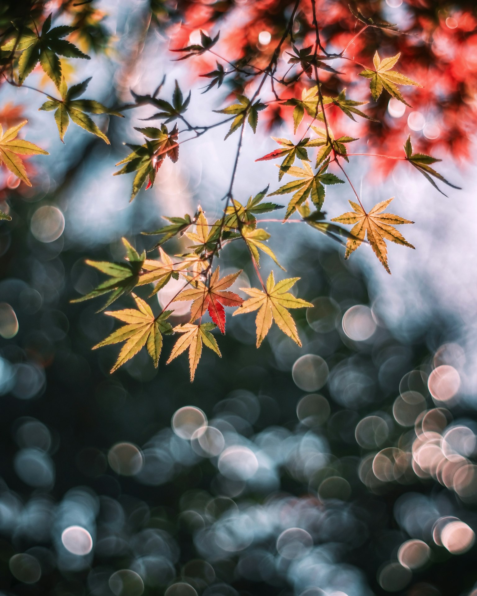特寫美麗的樹枝，混合紅色和綠色的葉子