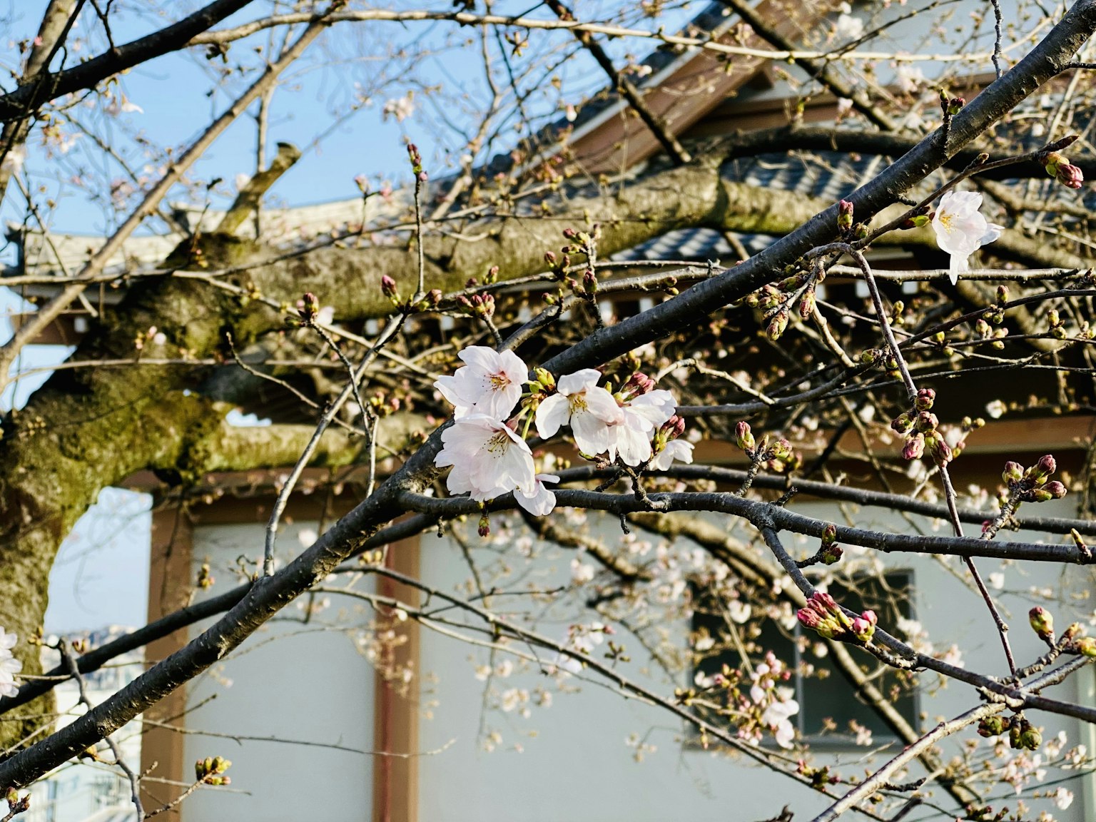 Bunga sakura mekar di dahan dengan bangunan tradisional Jepang di latar belakang