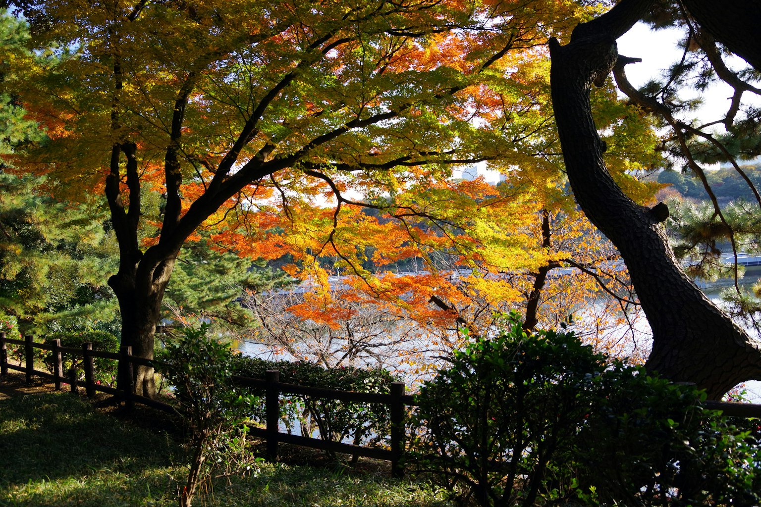 ทิวทัศน์ที่สวยงามของใบไม้ฤดูใบไม้ร่วงในสวน