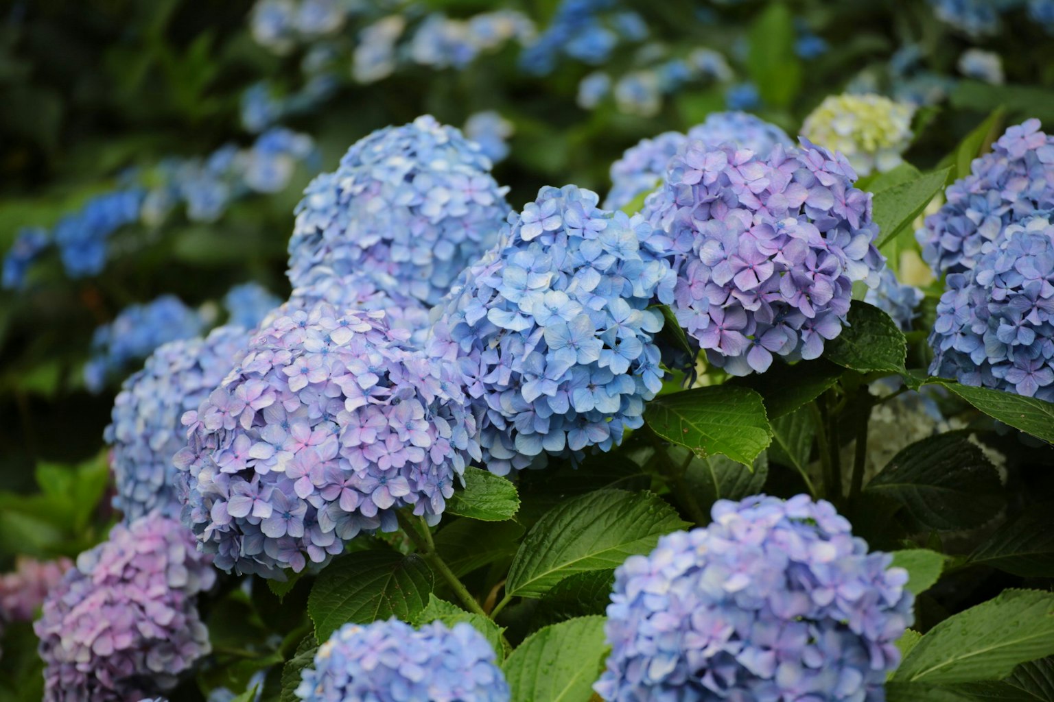 Fleurs d'hortensia bleu et violet en floraison dans un jardin