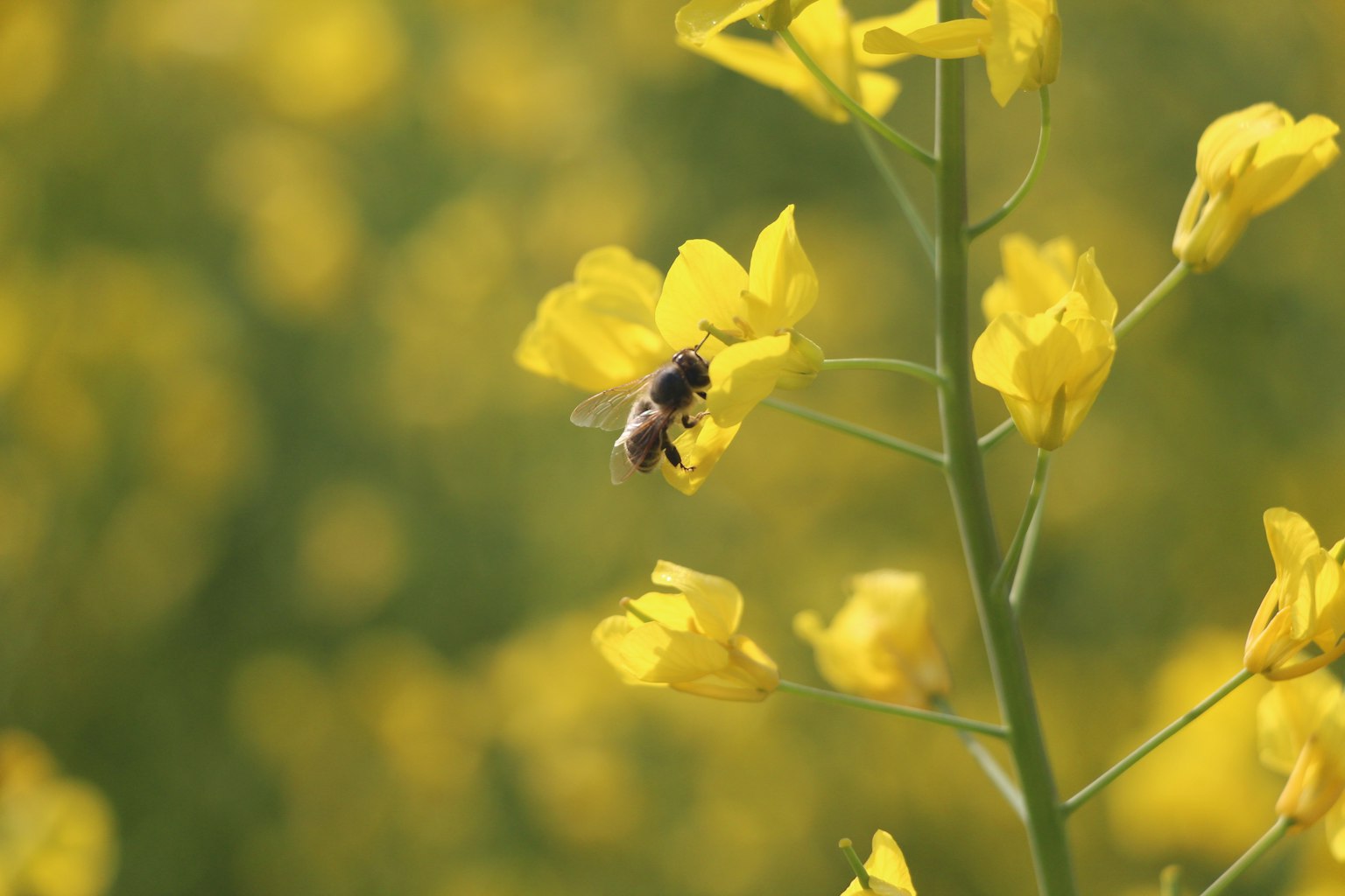 Biene, die Nektar von leuchtend gelben Blumen in einem verschwommenen grünen Hintergrund sammelt