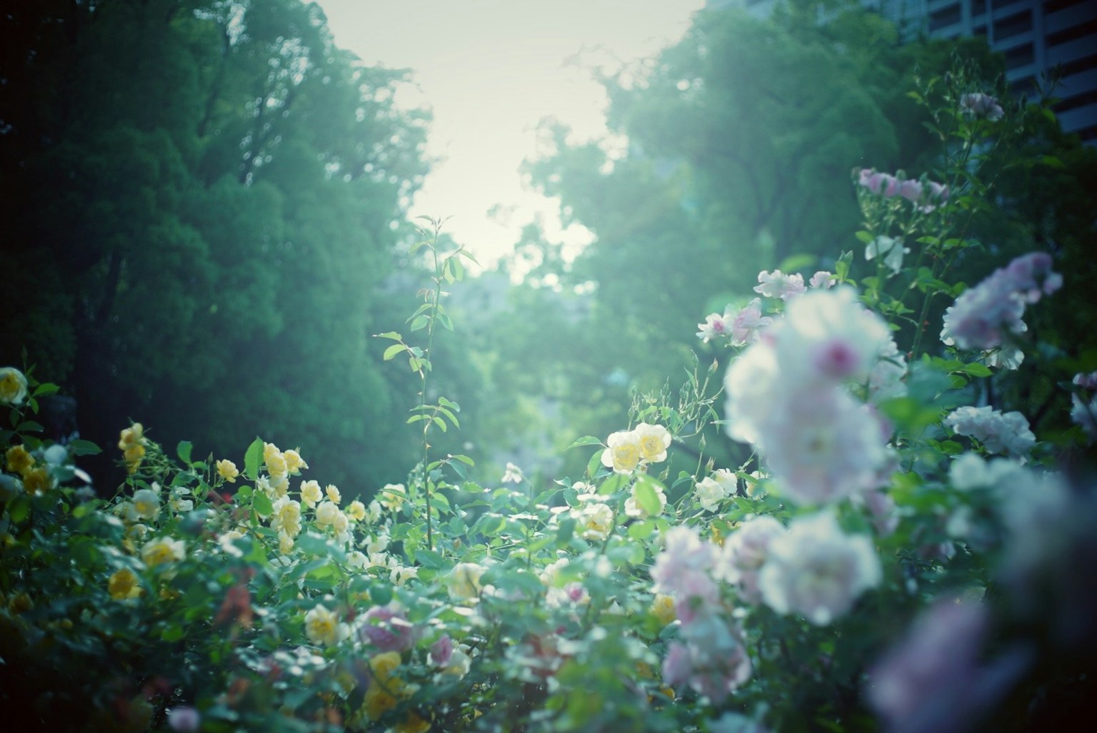 Una escena de jardín llena de flores en flor luz suave iluminando rosas coloridas