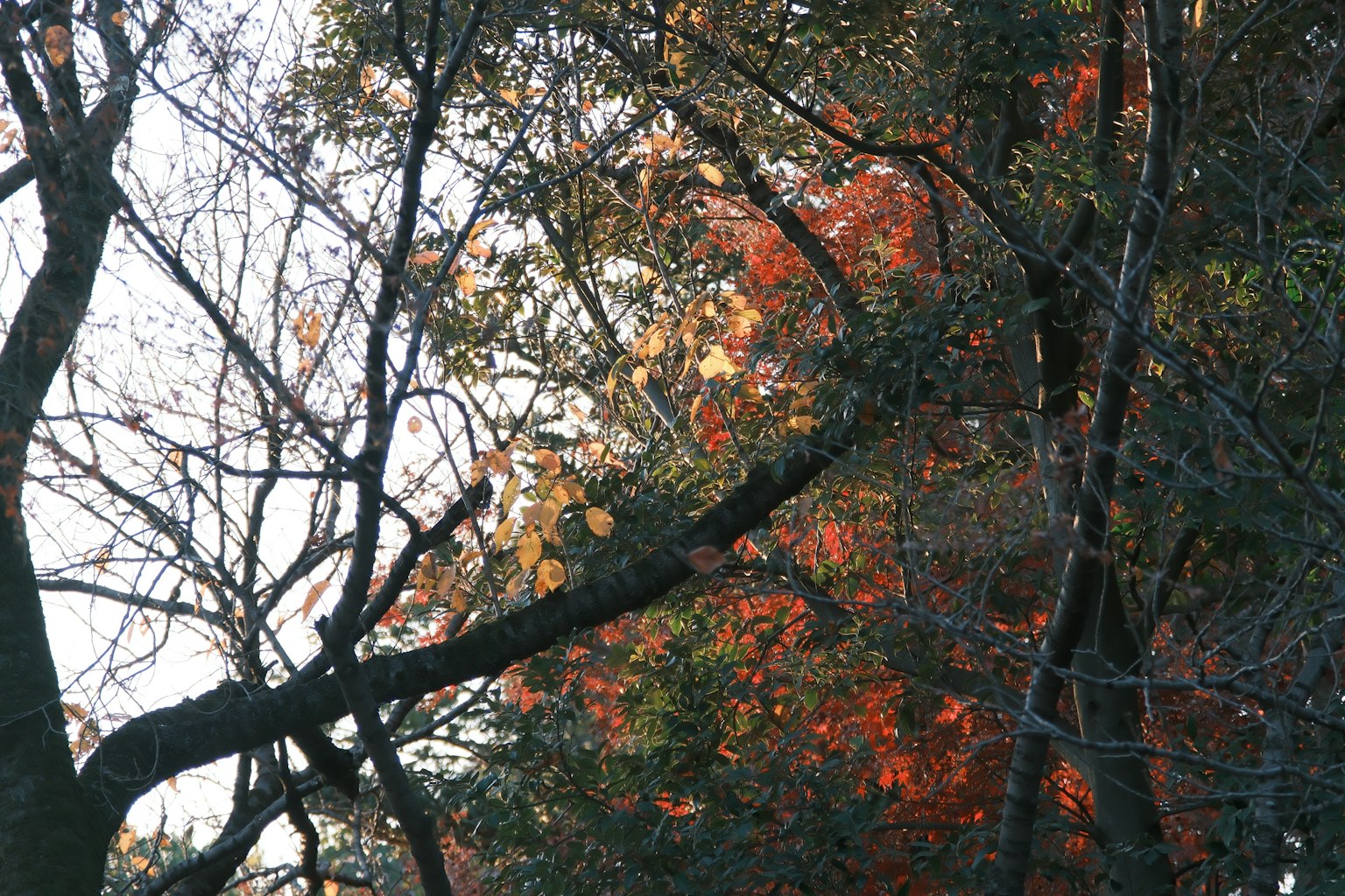 Autumn trees with mixed red and orange leaves