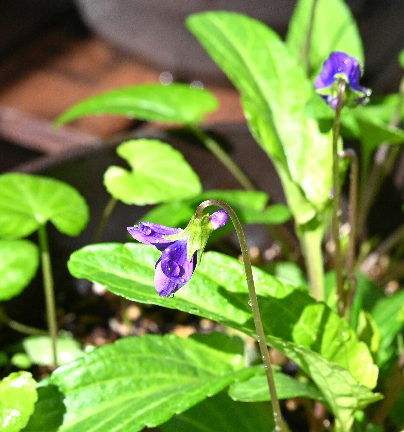 紫のすみれの花と若葉のクローズアップ