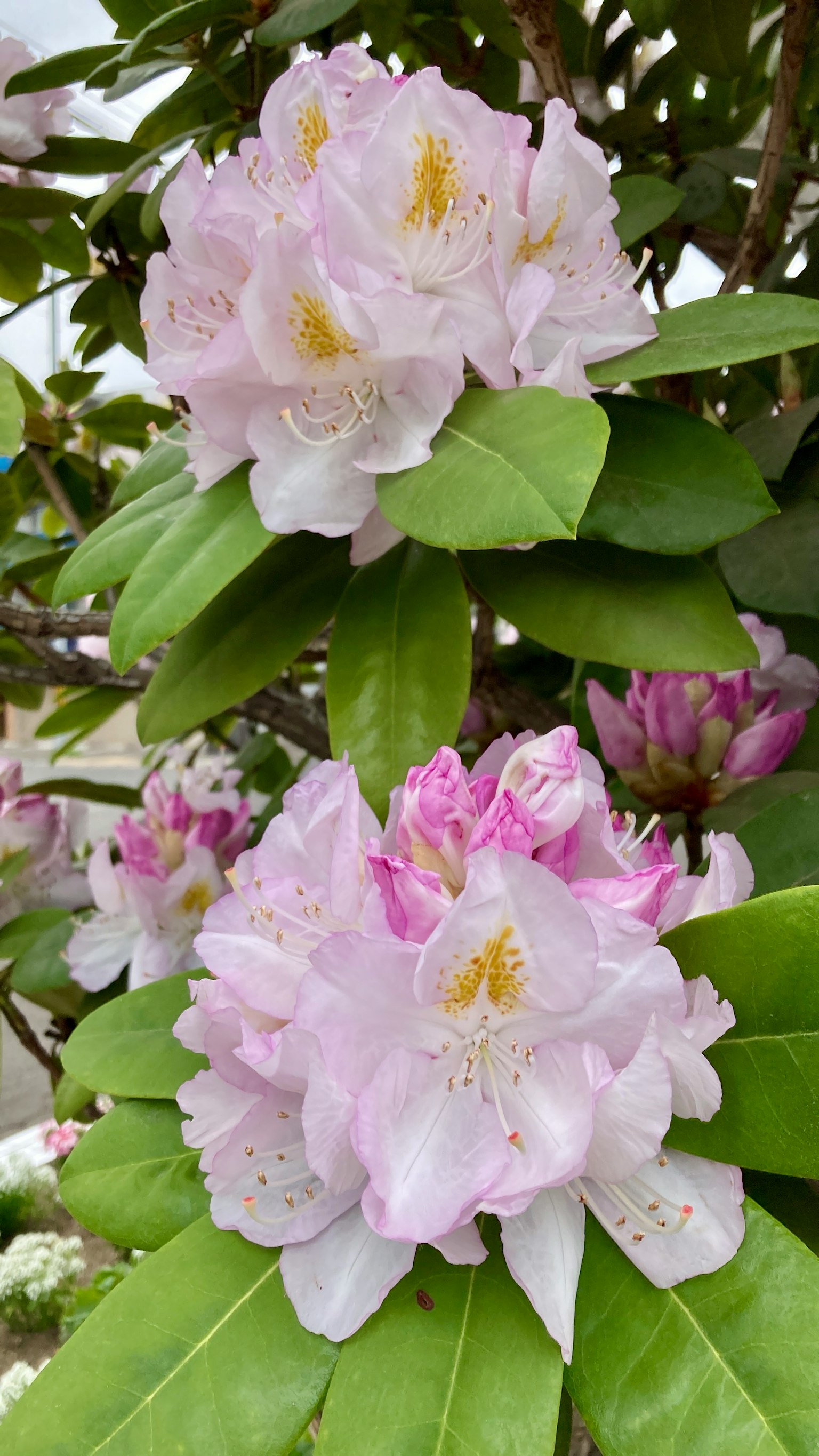 Close-up of a rhododendron bush with pale pink flowers