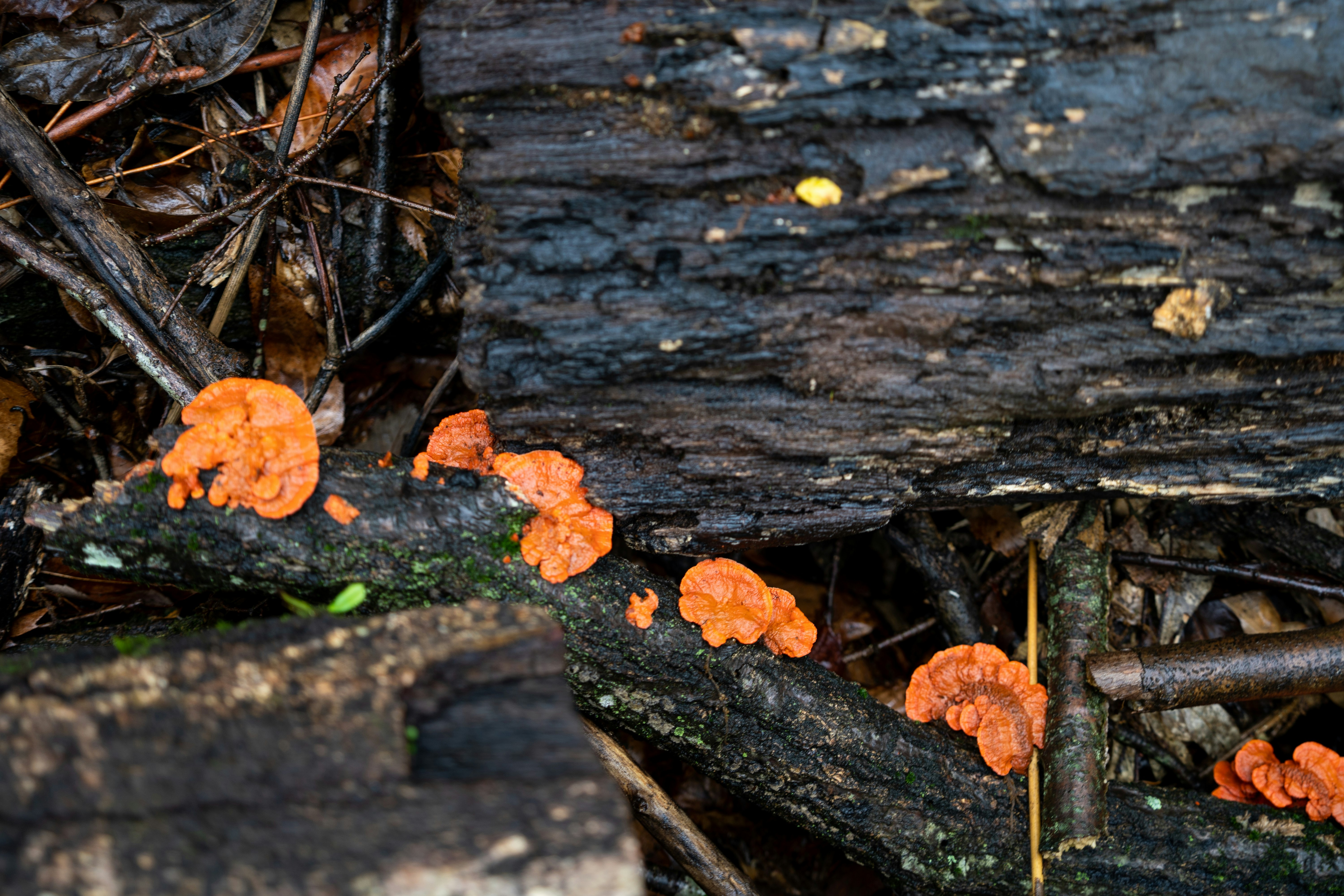 champignons orange regroupés sur un tronc d’arbre