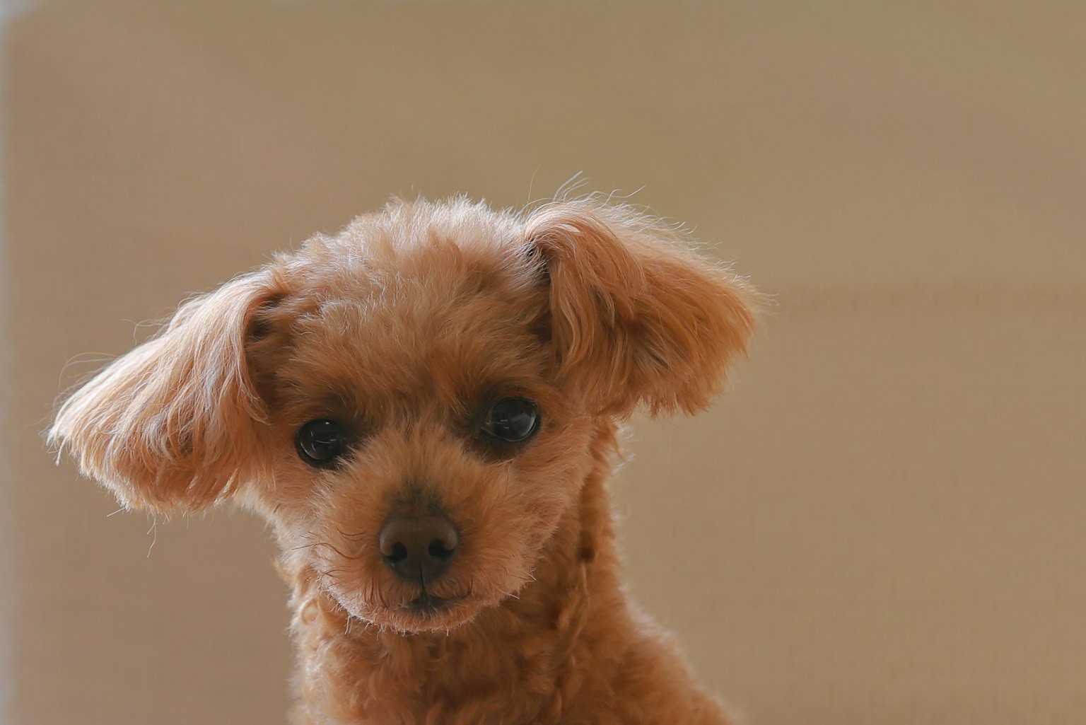 Un perro pequeño marrón y adorable mirando a la cámara