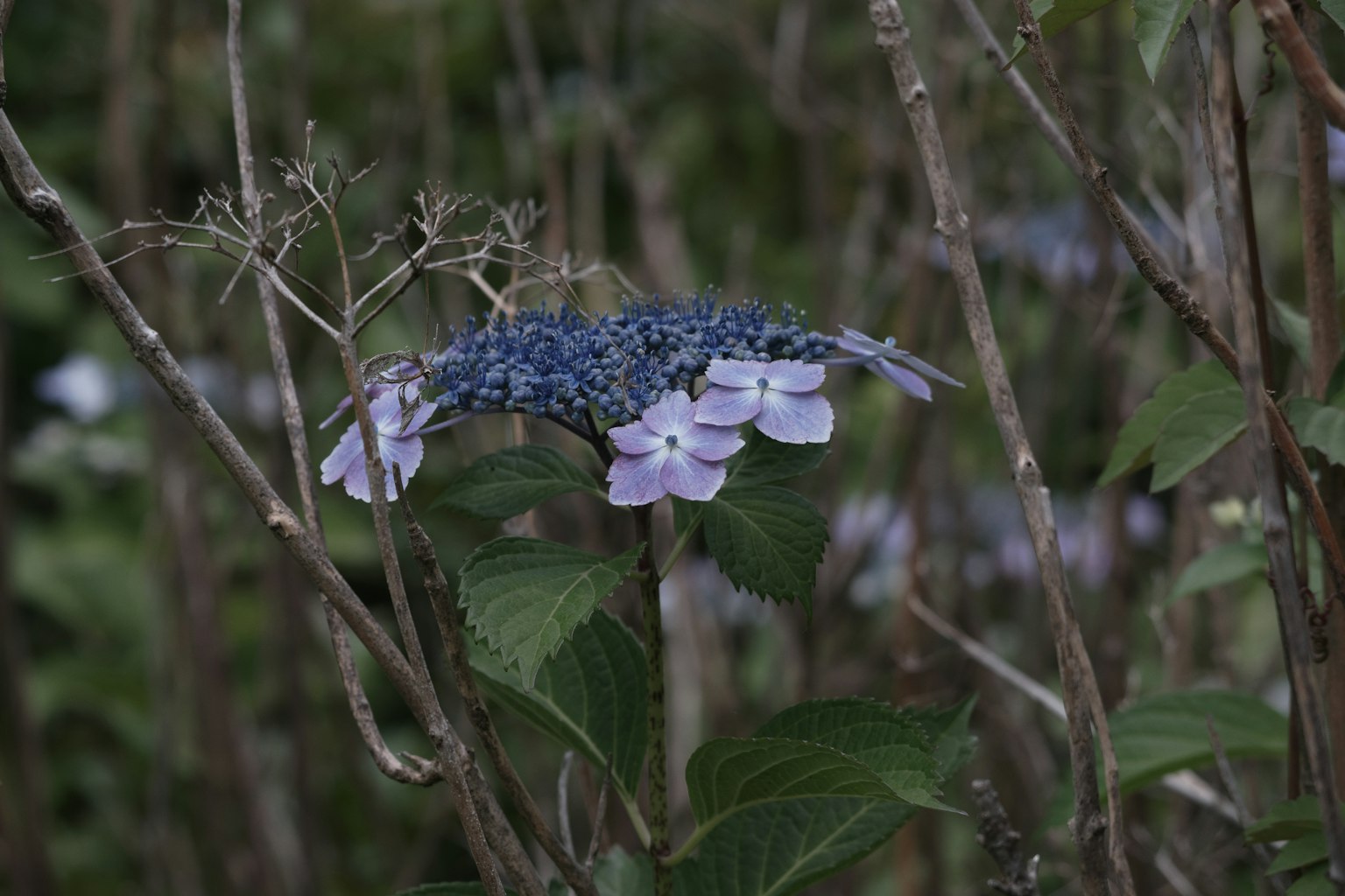 Pflanze mit blauen und lila Blumen umgeben von Grün