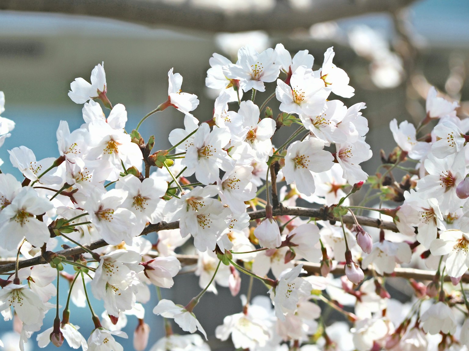 Close-up of cherry blossom branches with many white flowers