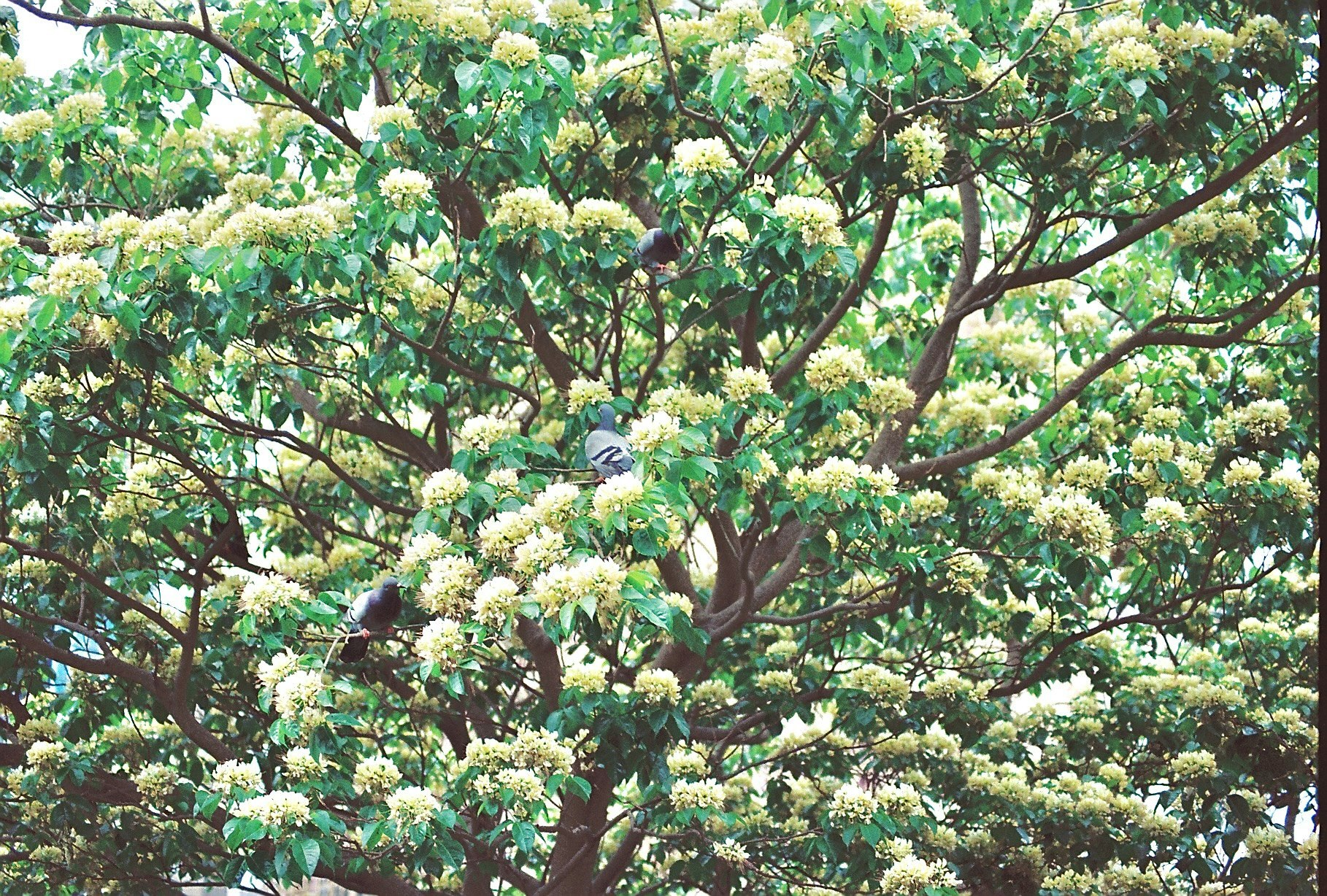 花を咲かせる木々の枝先の風景