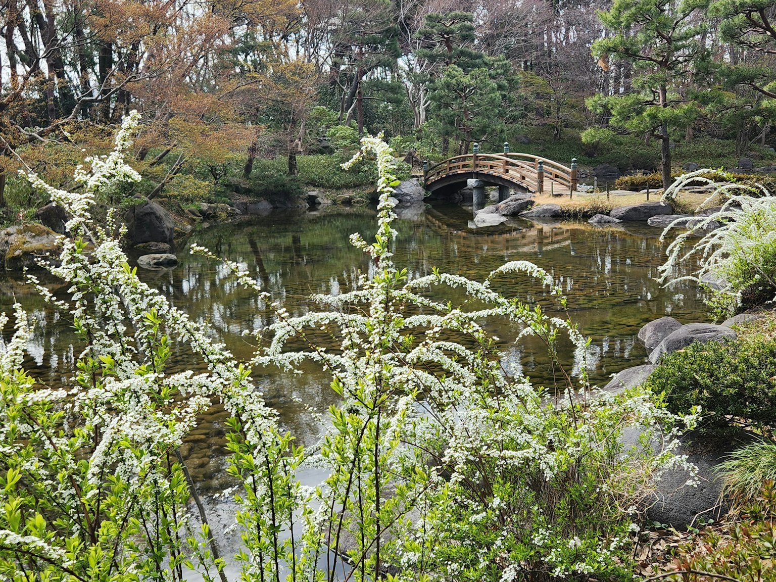 Lush Japanese garden scene with a bridge and pond in the background featuring white flowers
