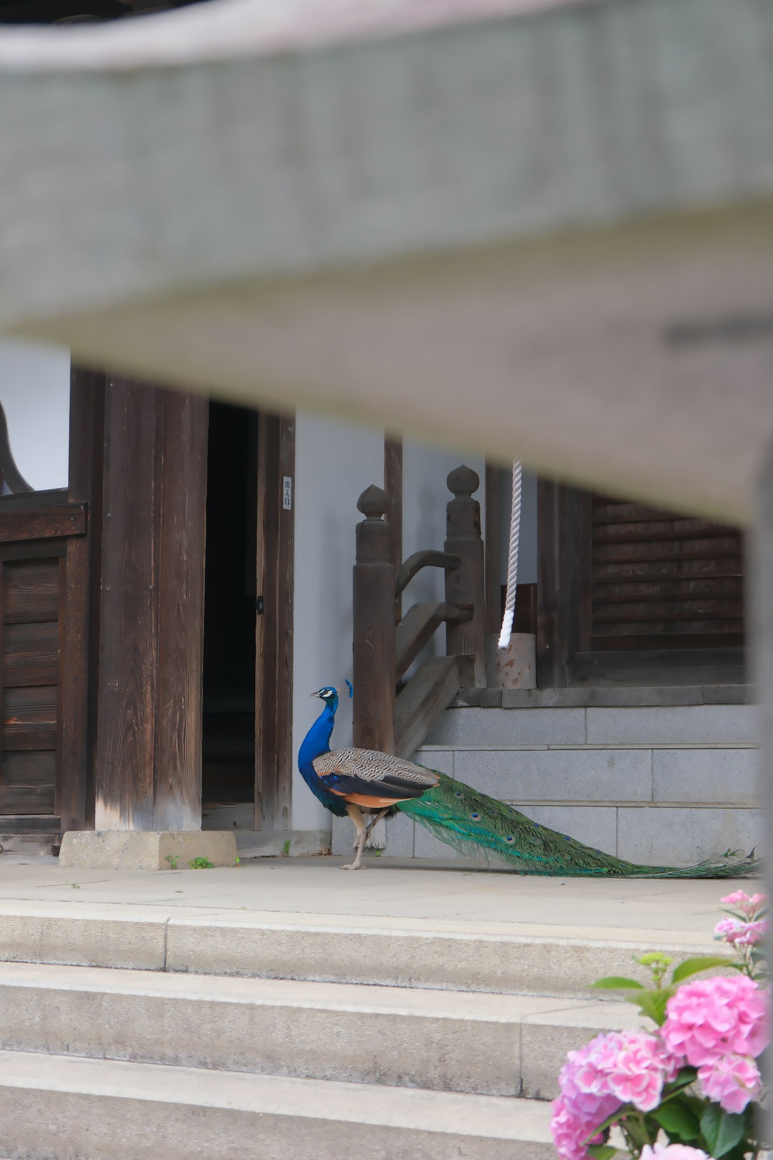 A beautiful peacock standing in front of a traditional building