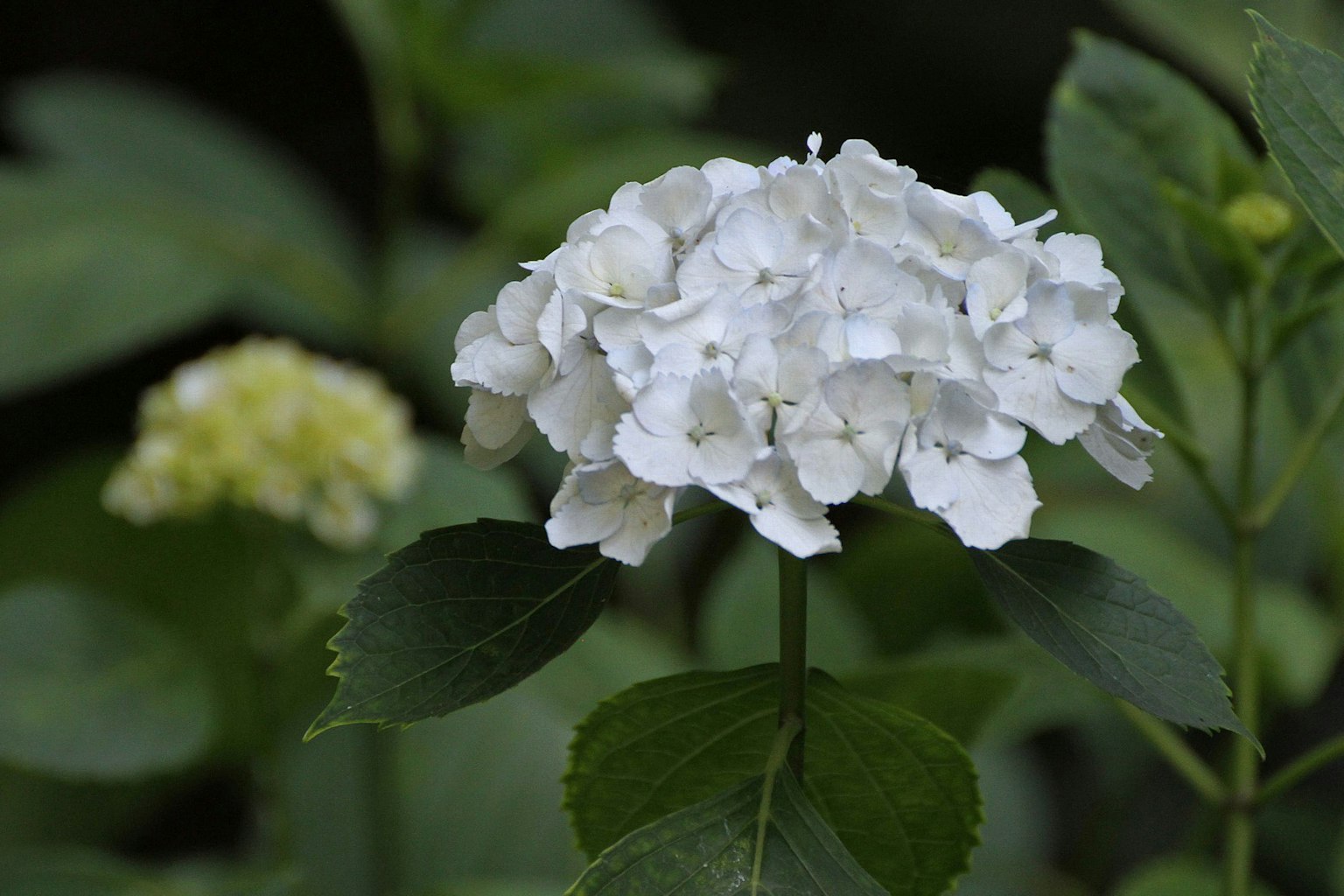 Fiore di ortensia bianco con foglie verdi in un giardino