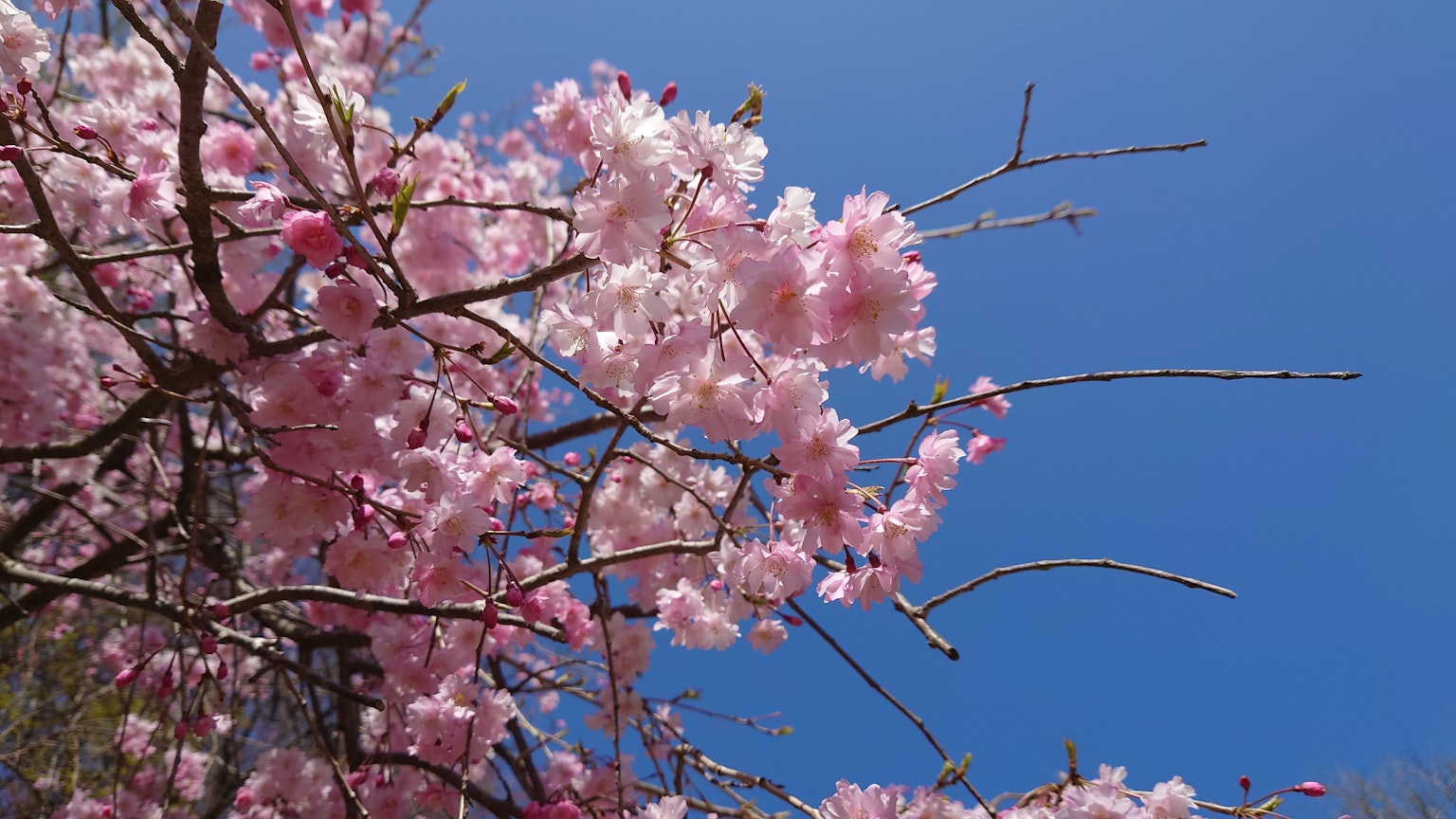 Light pink cherry blossoms against a clear blue sky