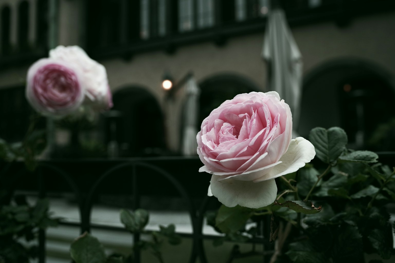 Helle rosa Rosen blühen an einem Gartenzaun mit Gebäuden im Hintergrund