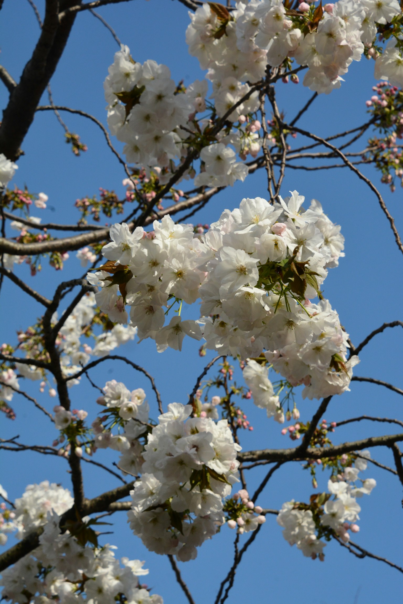 Fiori di ciliegio bianchi e rami contro un cielo blu