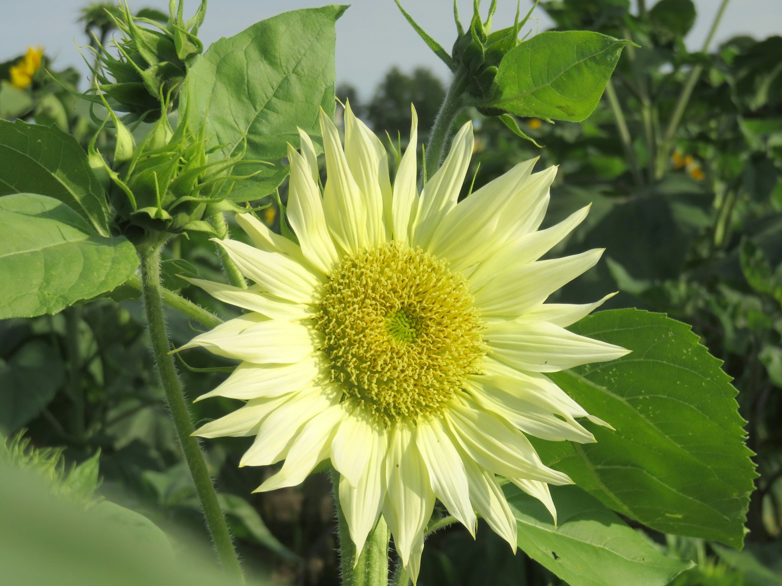 Yellow sunflower flower surrounded by green leaves