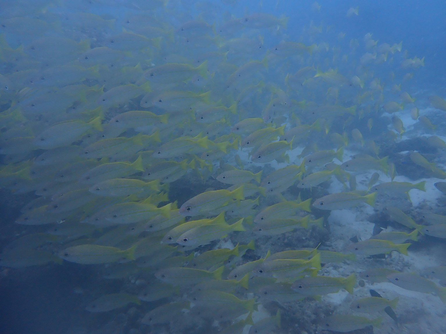一群黃色魚在藍色水中游動