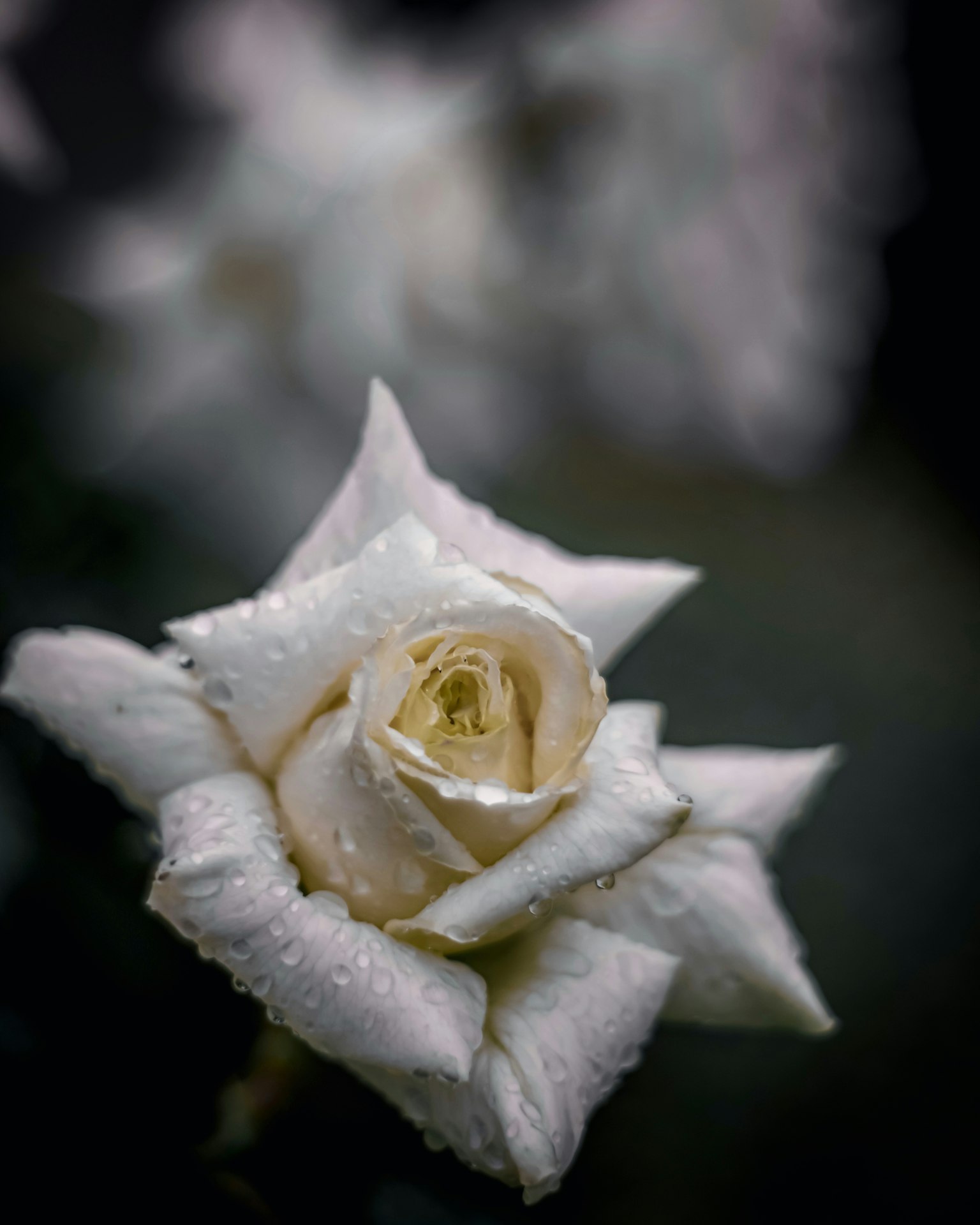 Gros plan d'une belle rose blanche avec des gouttes de rosée