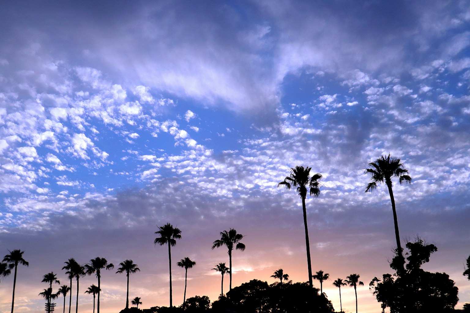夕陽下的雲彩與剪影椰子樹