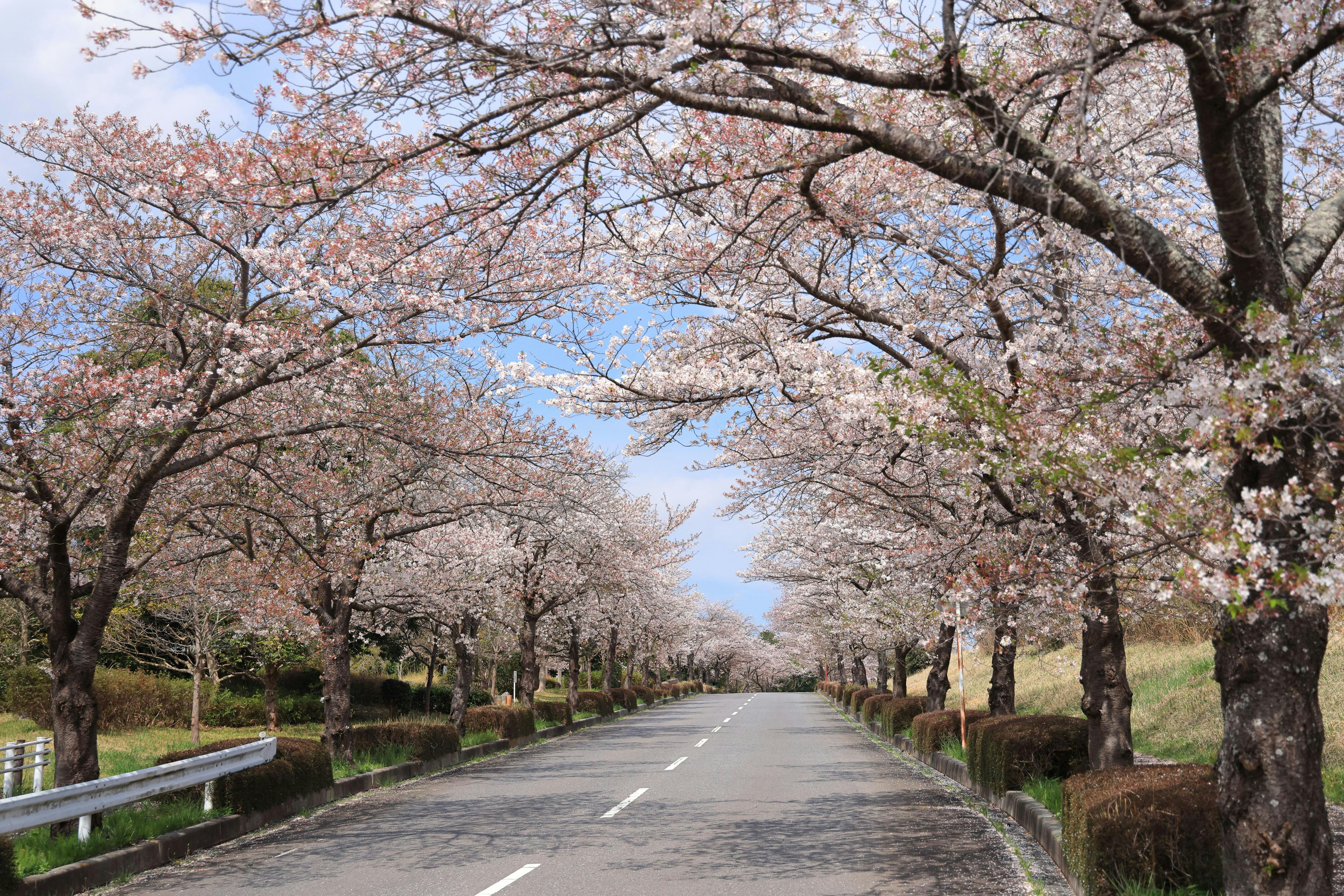 茨城県の筑波南奥原工業団地入の桜並木の並木道
