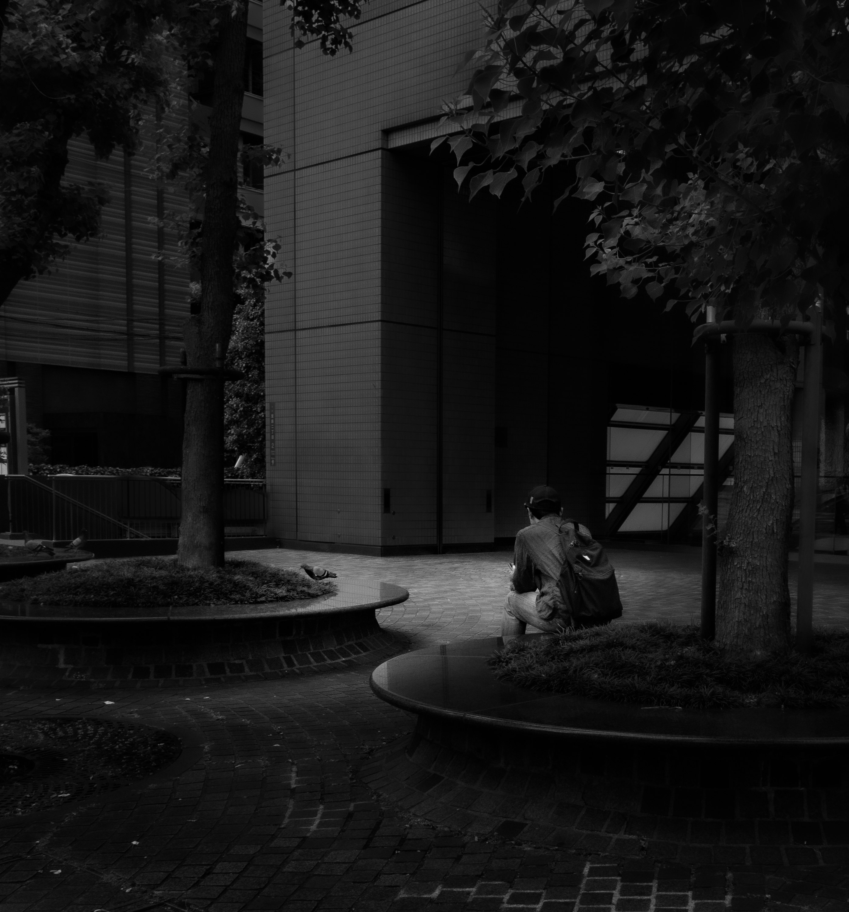 鳩と男性がいる朝の中庭風景