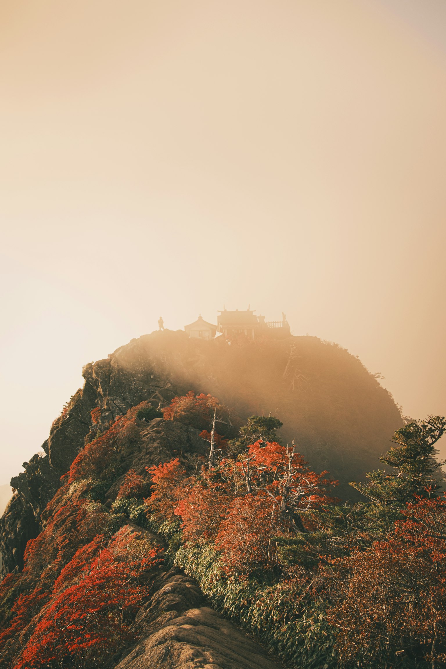 Alberi colorati su una cima di montagna avvolta nella nebbia