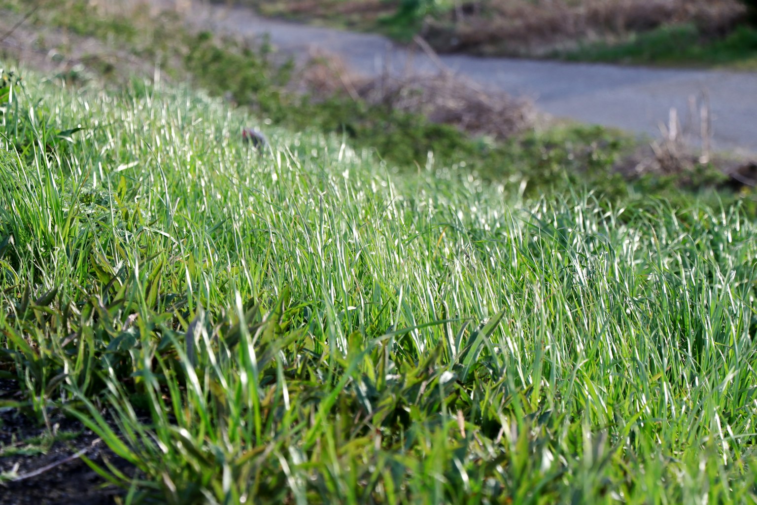 Hierba verde exuberante en una pendiente con un camino sinuoso
