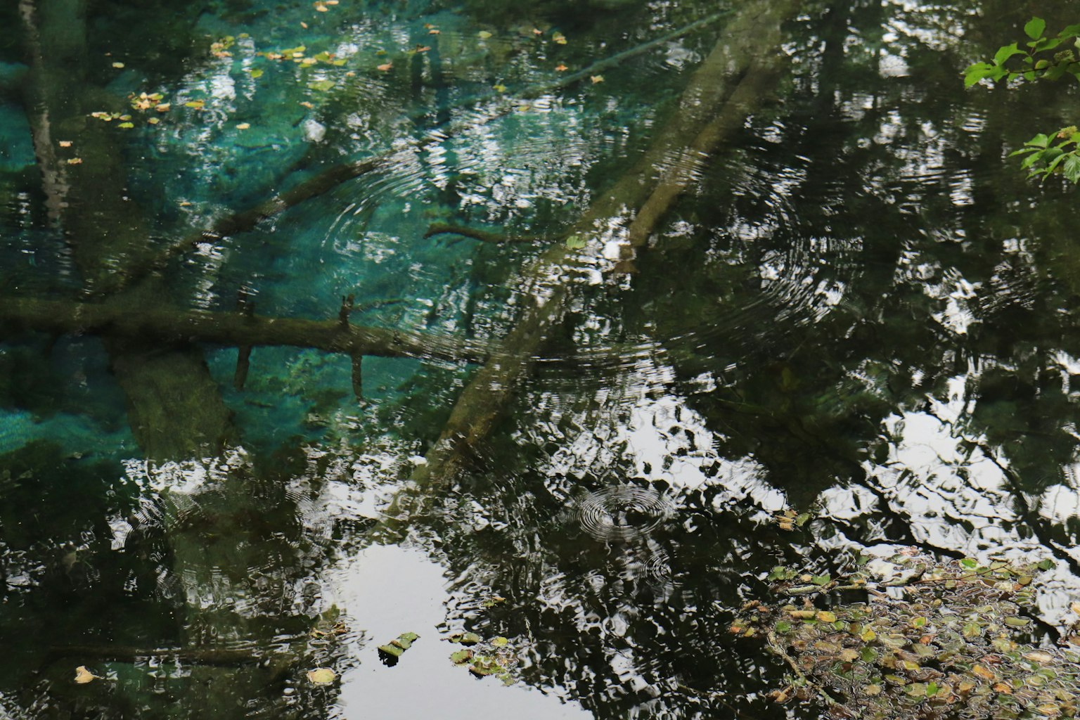 Ruhiger Teich, der Bäume und schwimmende Blätter auf der Wasseroberfläche spiegelt