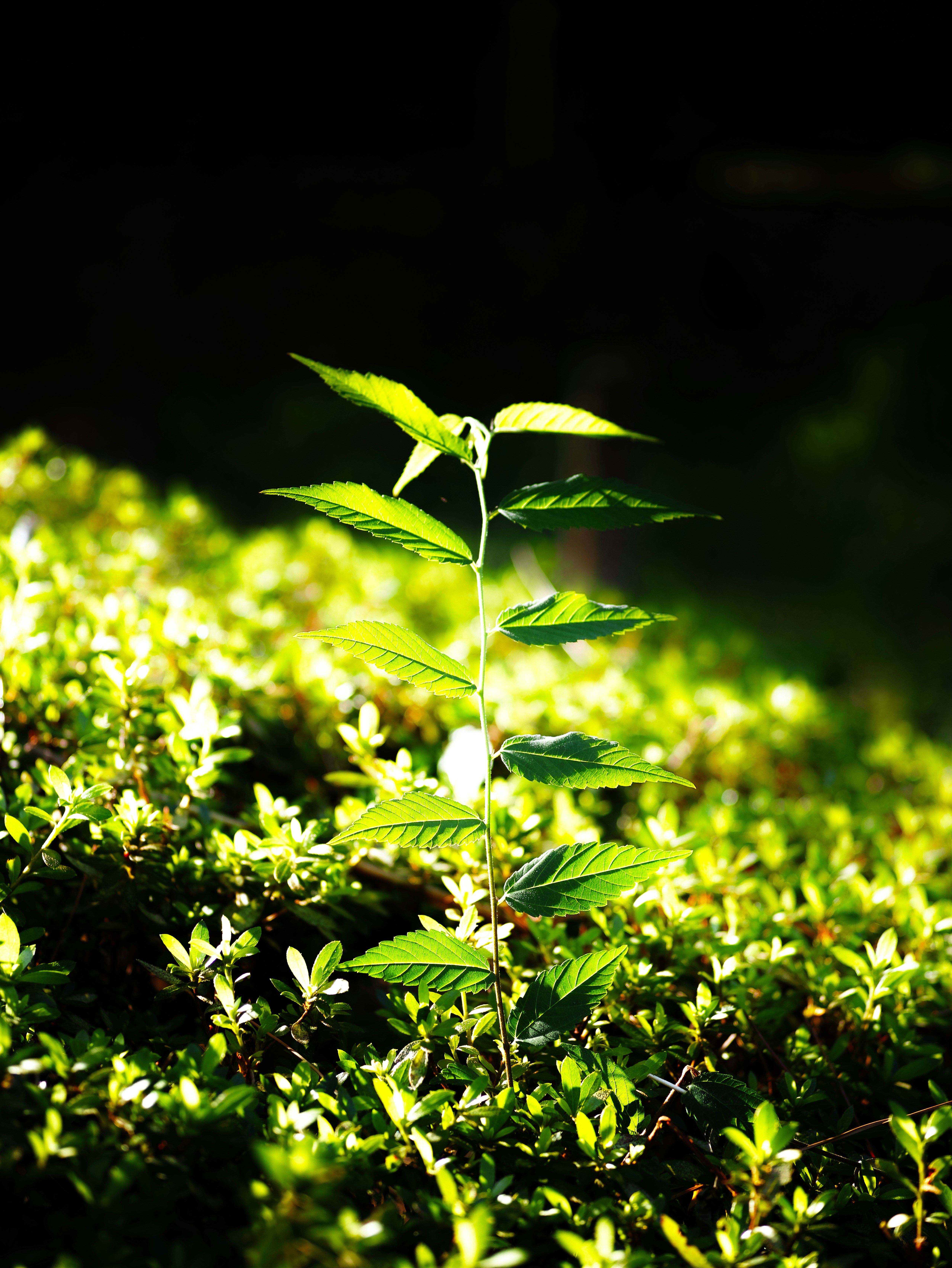 新芽の葉が光を浴びる草むらの自然