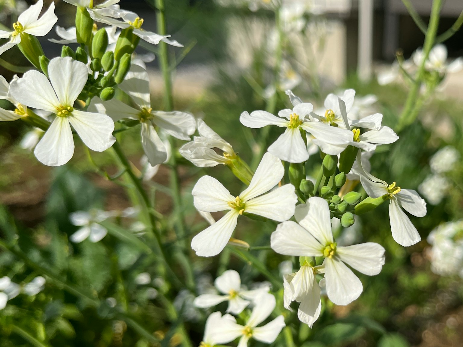 Gros plan d'une plante avec des fleurs blanches