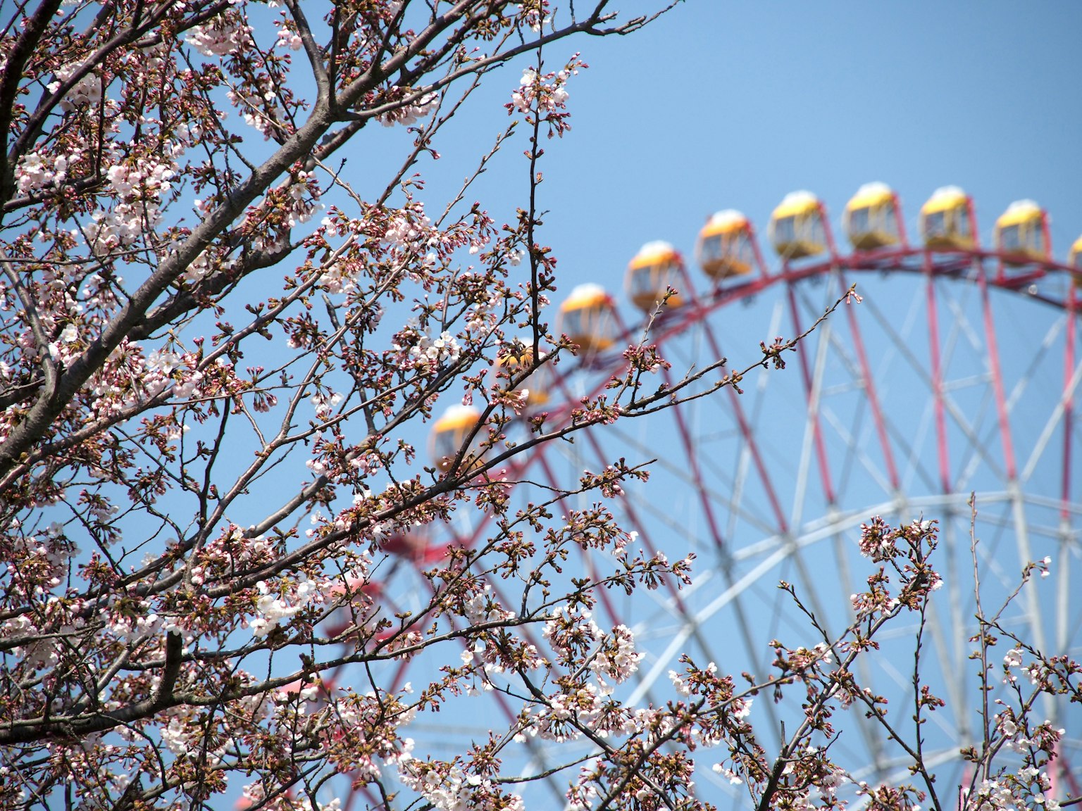 Fleurs de cerisier avec une grande roue en arrière-plan sous un ciel bleu clair